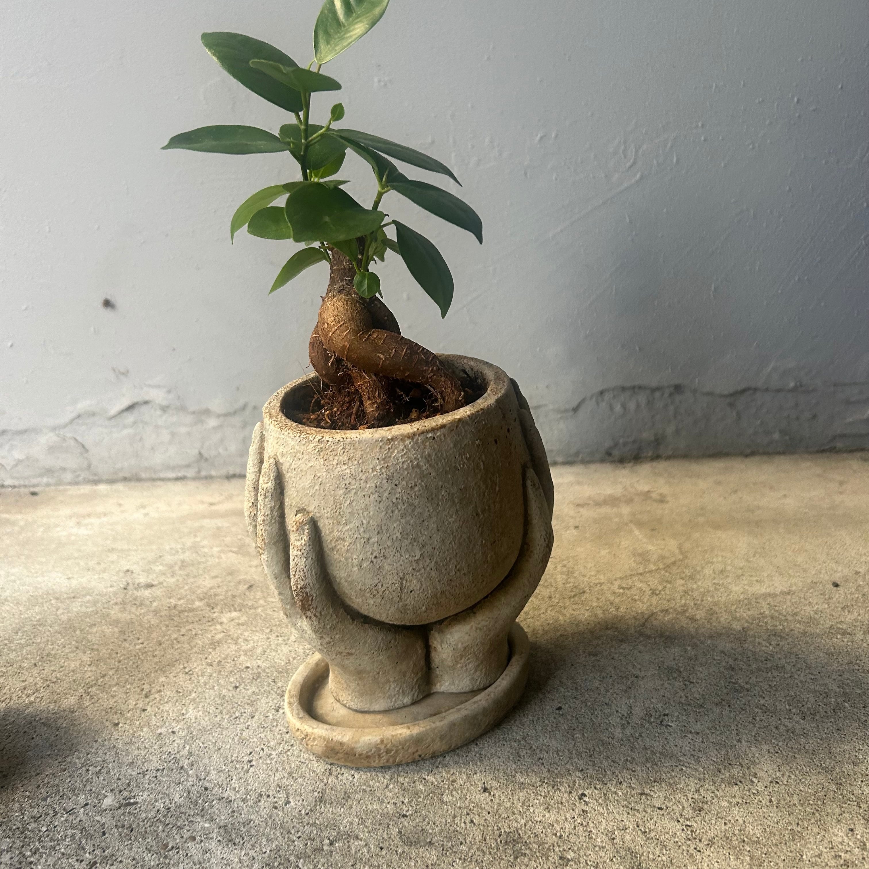 小さながじゅまる 鉢つき おしりと手 | ハルカゼフラワー