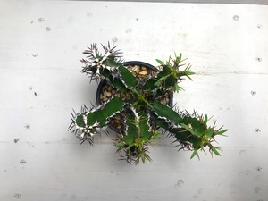 ユーフォルビア ムランジーナ