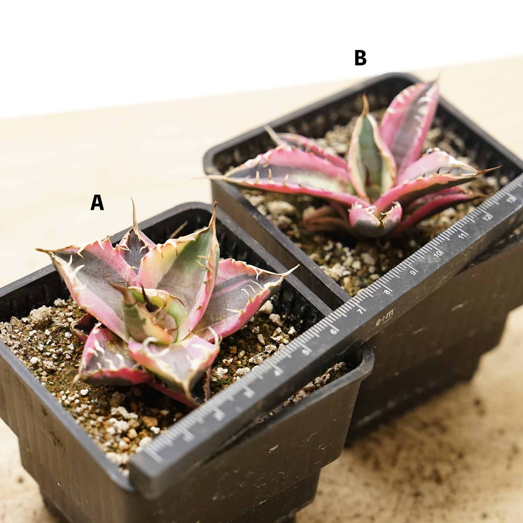 抜き苗 スナグルトゥース 子株 Agave titanota 