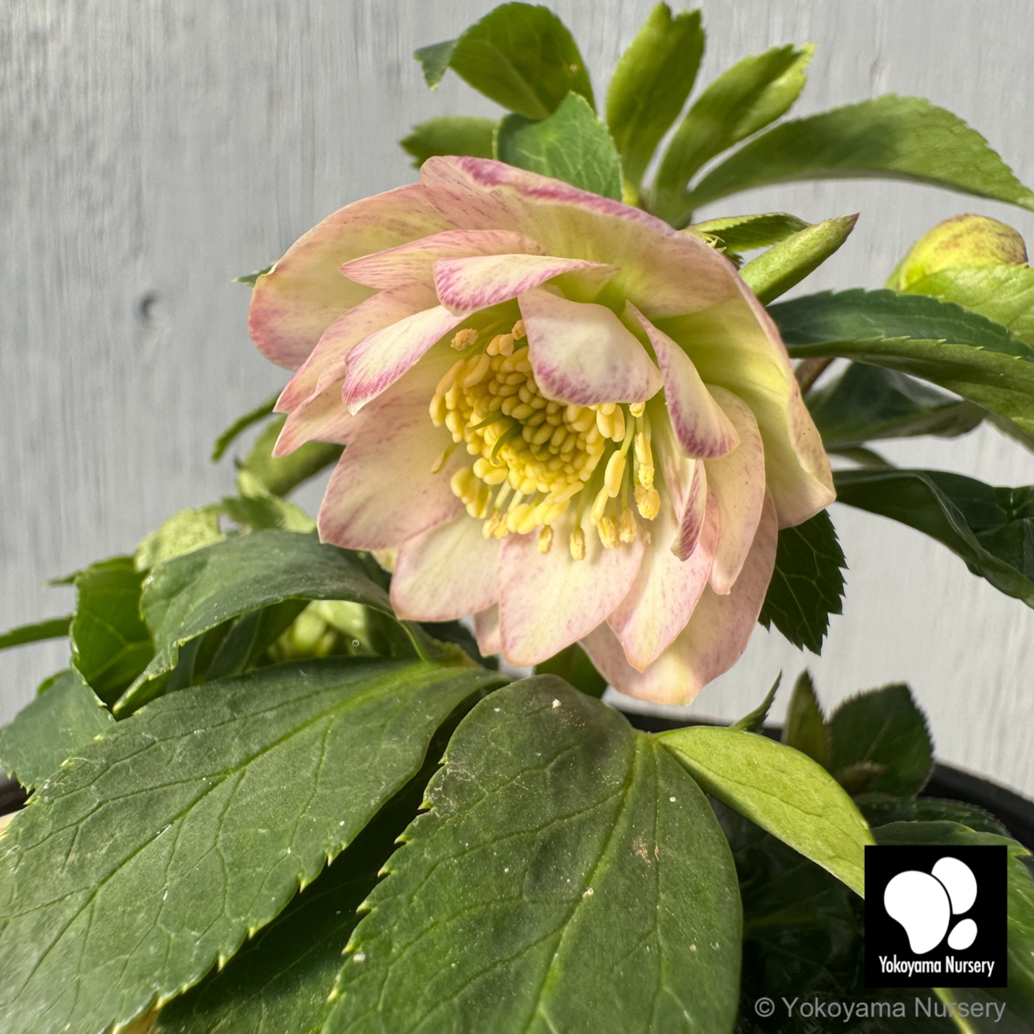 横山園芸 クリスマスローズ ダブル 抽選販売】［15］ クリスマスローズ