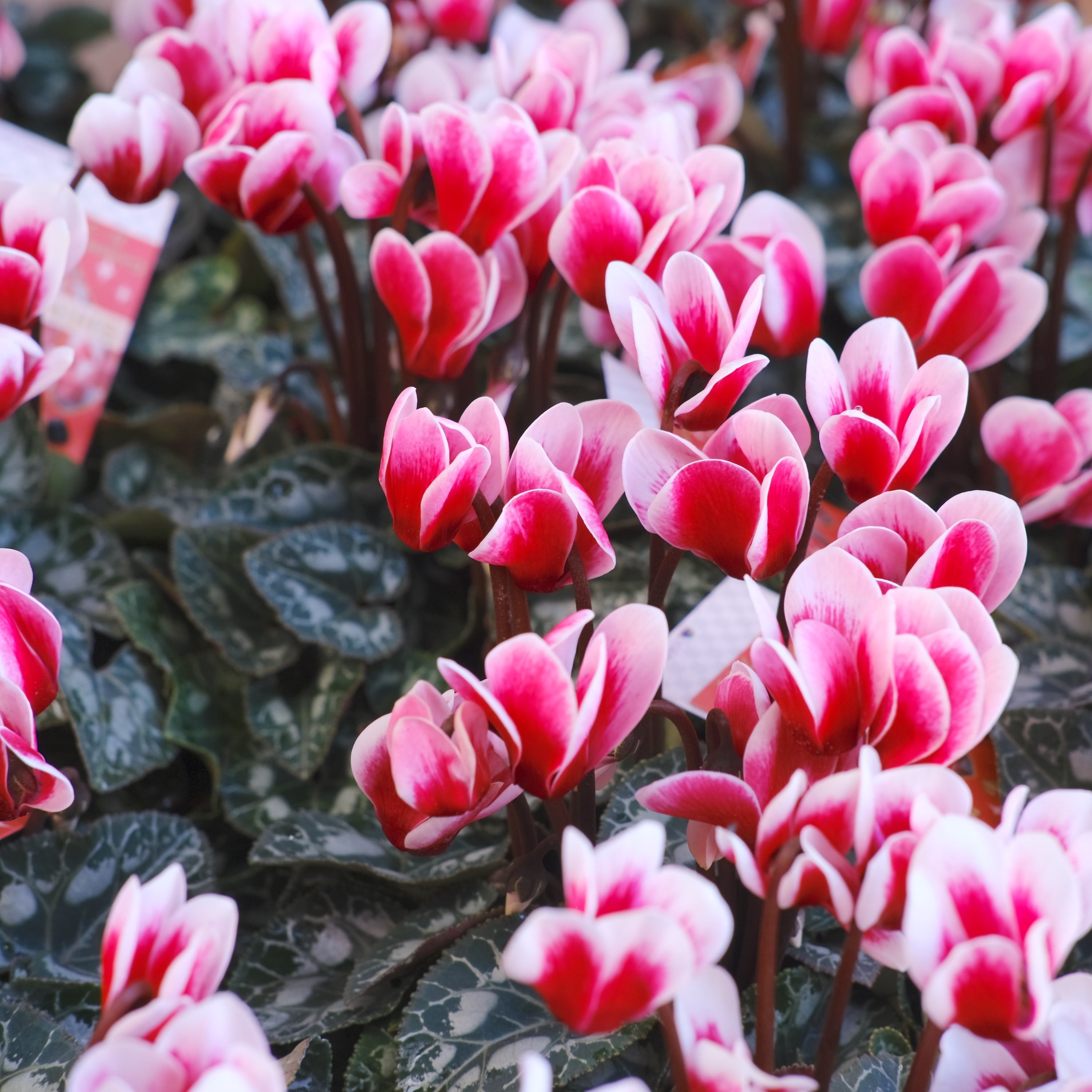 ガーデンシクラメン《 シャインレッド 》軽井沢育ち 3号鉢 | グリーン