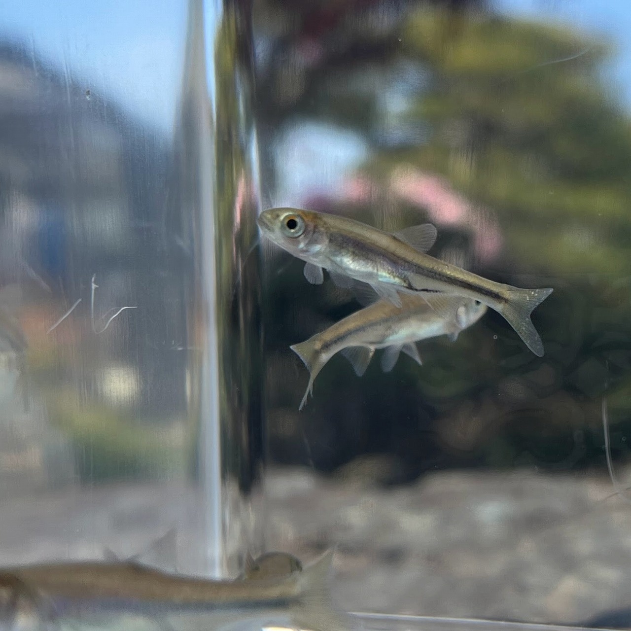 ※セット販売※ (淡水魚)ヌマムツ 2~4cm± (3匹)【生体】