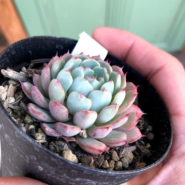 美尼養老 Echeveria 'Bini Yourou'