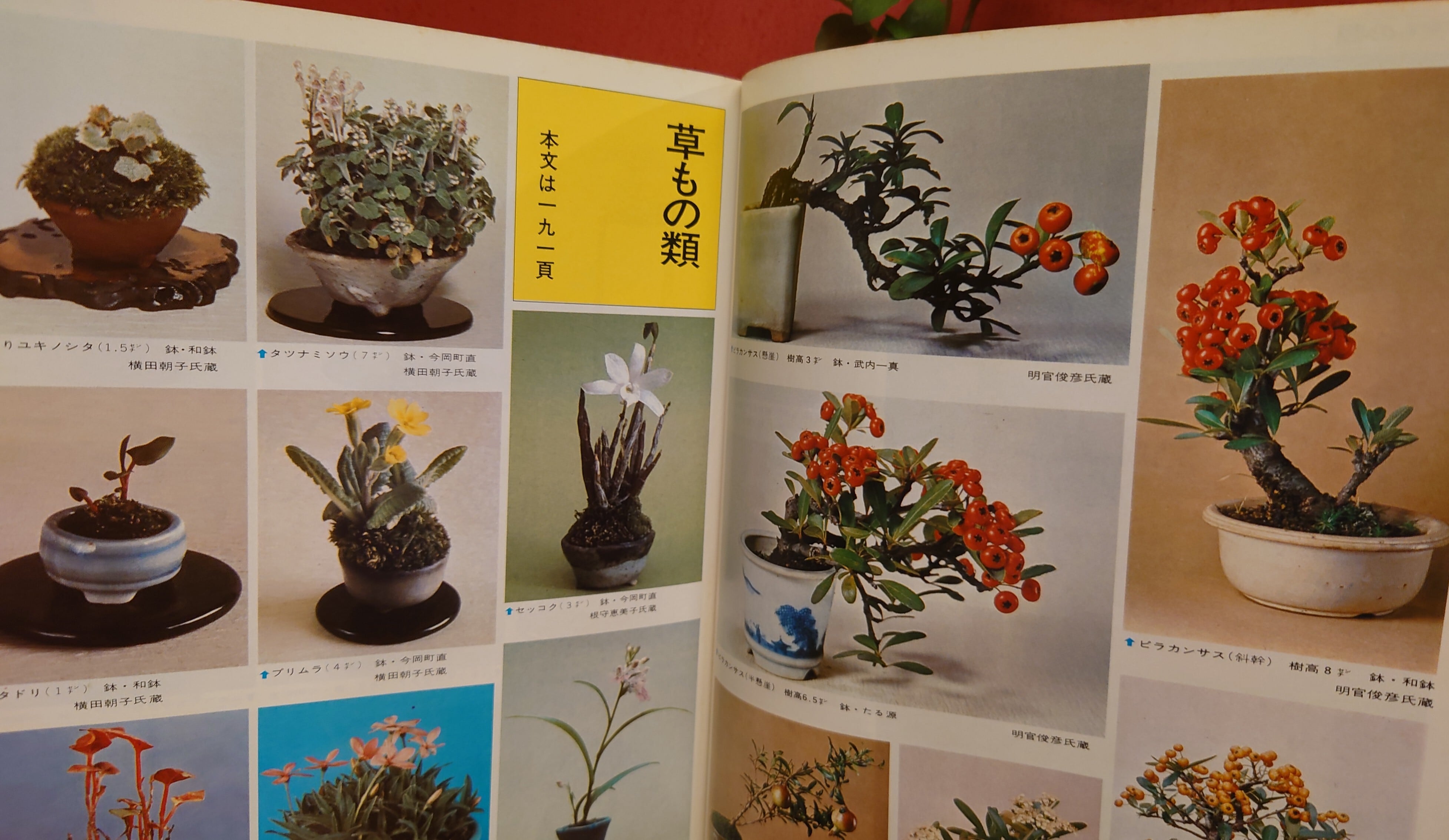 盆栽・苔玉 昭和55年発行小品盆栽づくり百科 実技研究篇 GEIBUN MOOKS 40