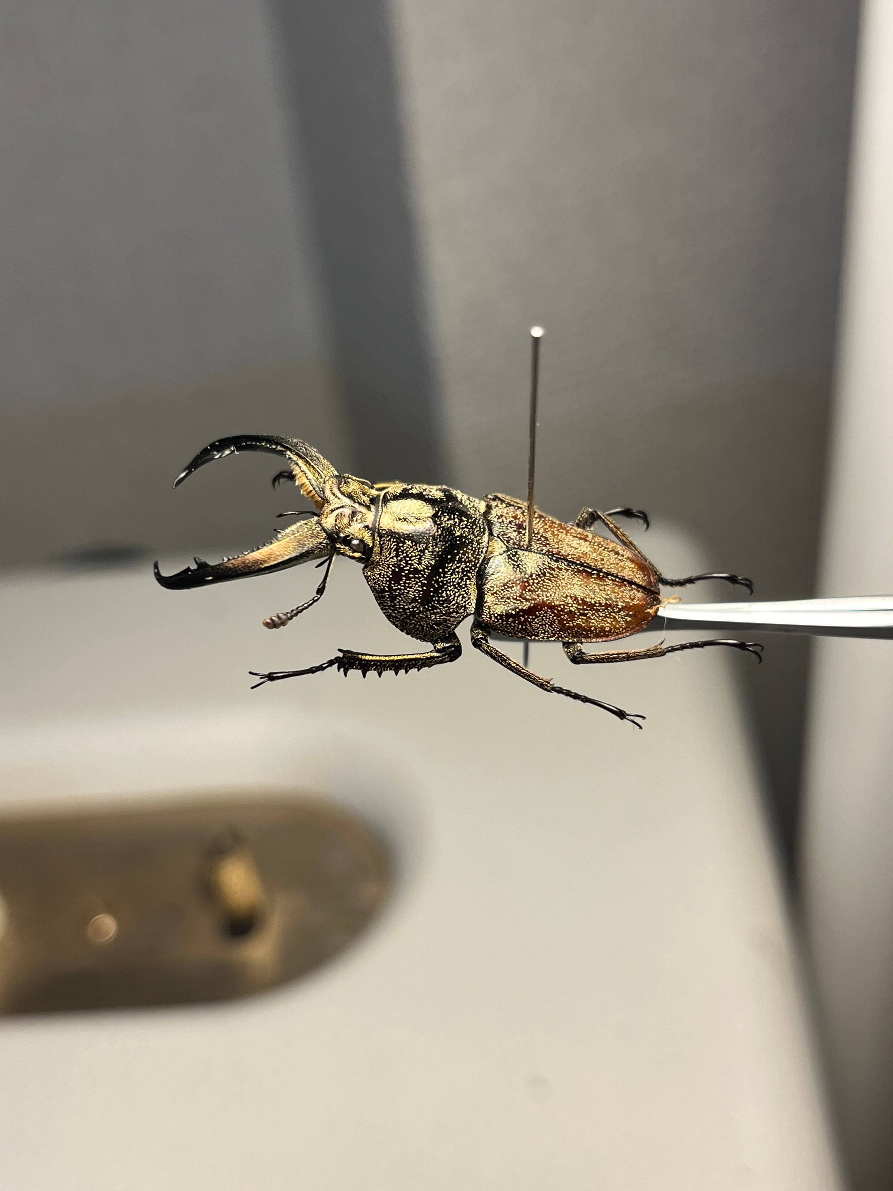 34mm♂】リンデコフキクワガタ 標本 ババオウゴンオニクワガタ ドウ