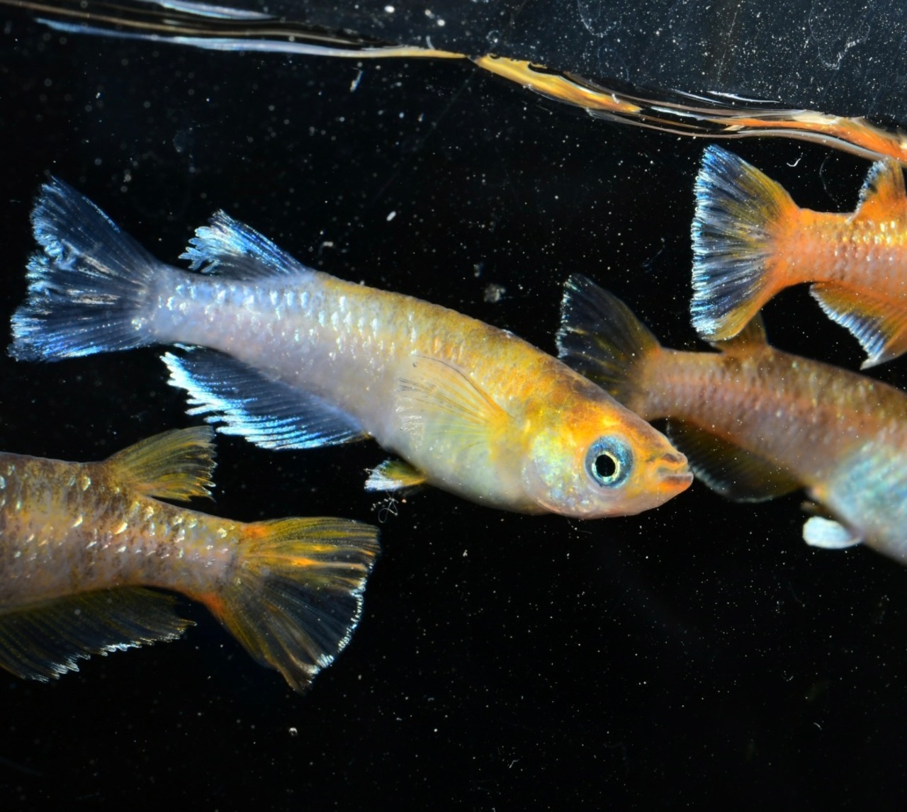 【現物】亜種レッド　3ペア+1  A