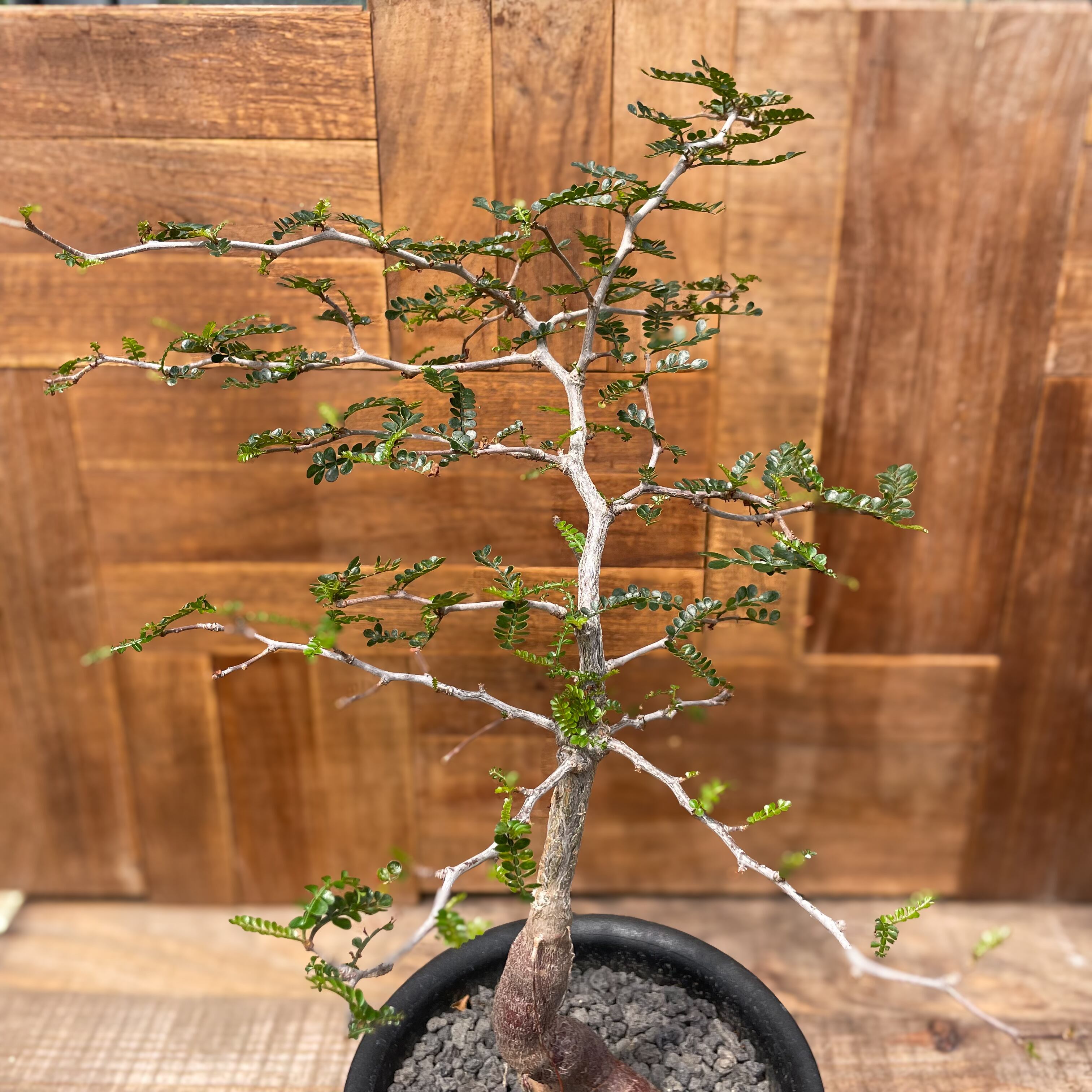 Operculicarya pachypus【オペルクリカリア・パキプス・実生】 | Pay ID