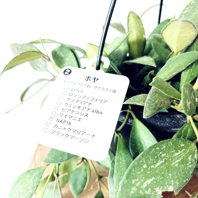 【再入荷】ホヤ NAP16｜GreenBell × calm cafe