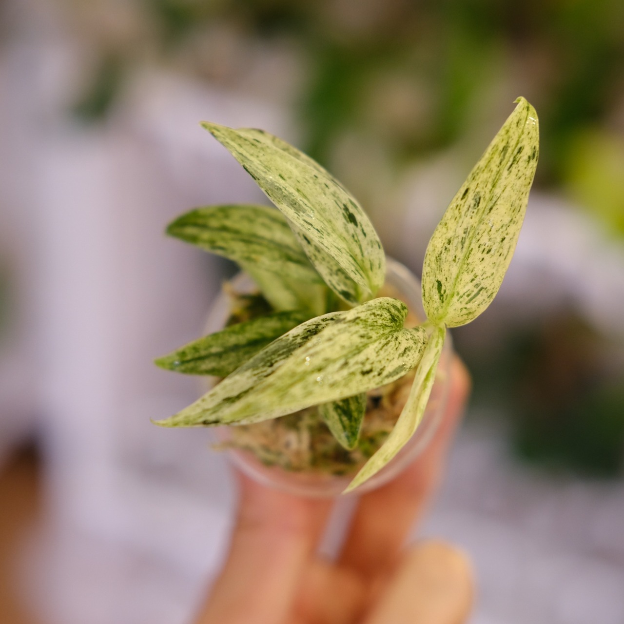 Scindapsus Mutiara│スキンダプサス ムティアラ│観葉植物