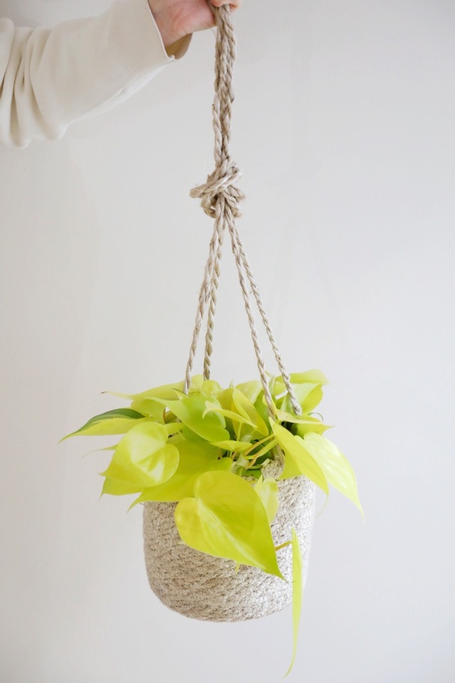 【M】フィロデンドロン レモンライム/Philodendron 'Lemon Lime'