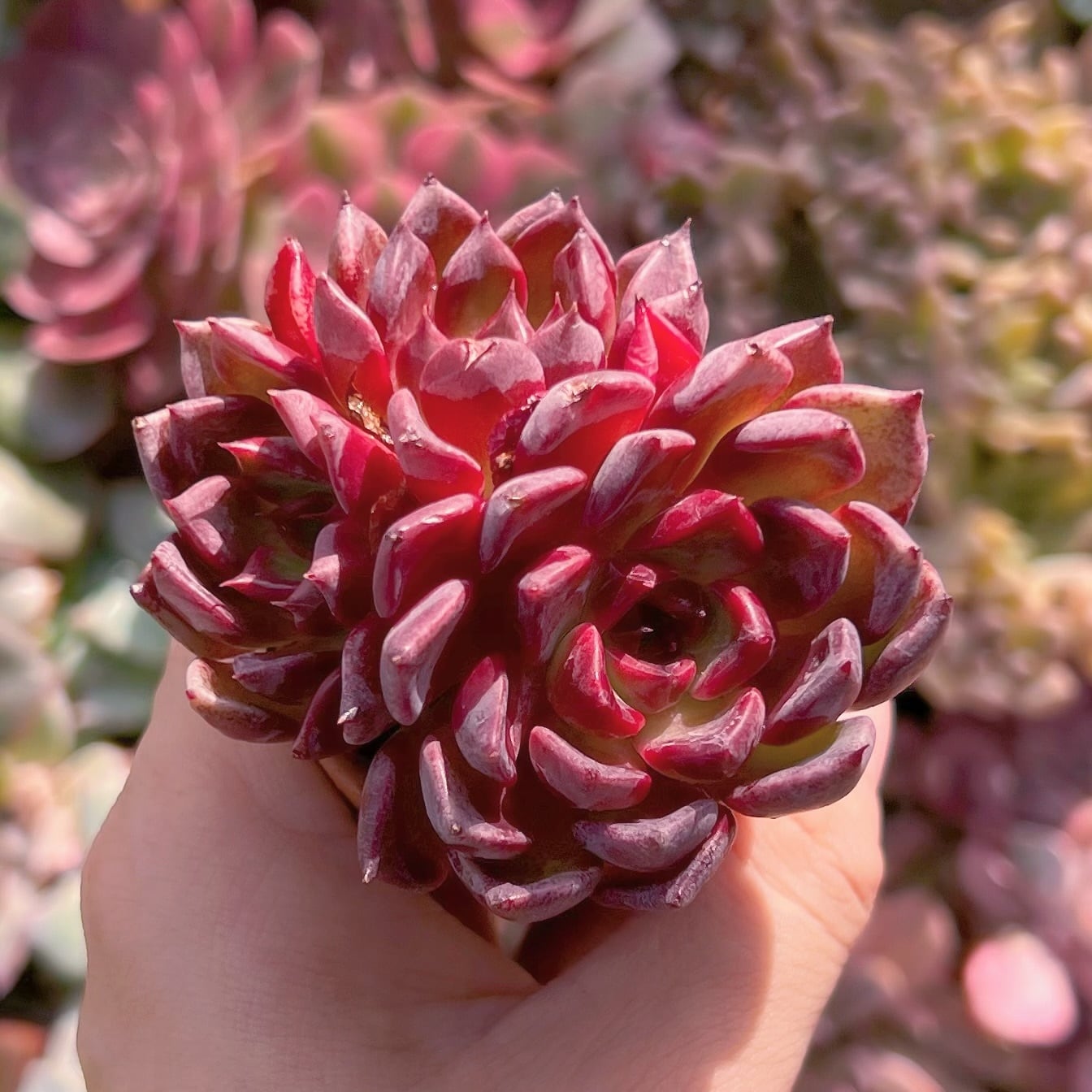 多肉植物 新品種黒夜 新入荷 | るる農園~多肉植物専門