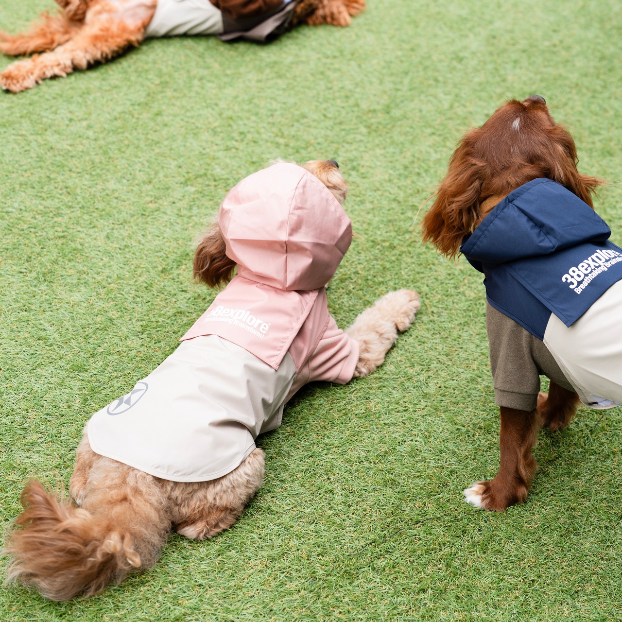 38DOG RAINCORT / PINK