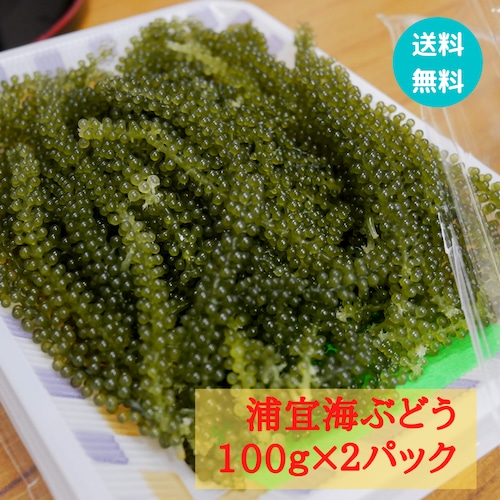 ★送料無料★【浦宜海ぶどう】100ｇ×2パック