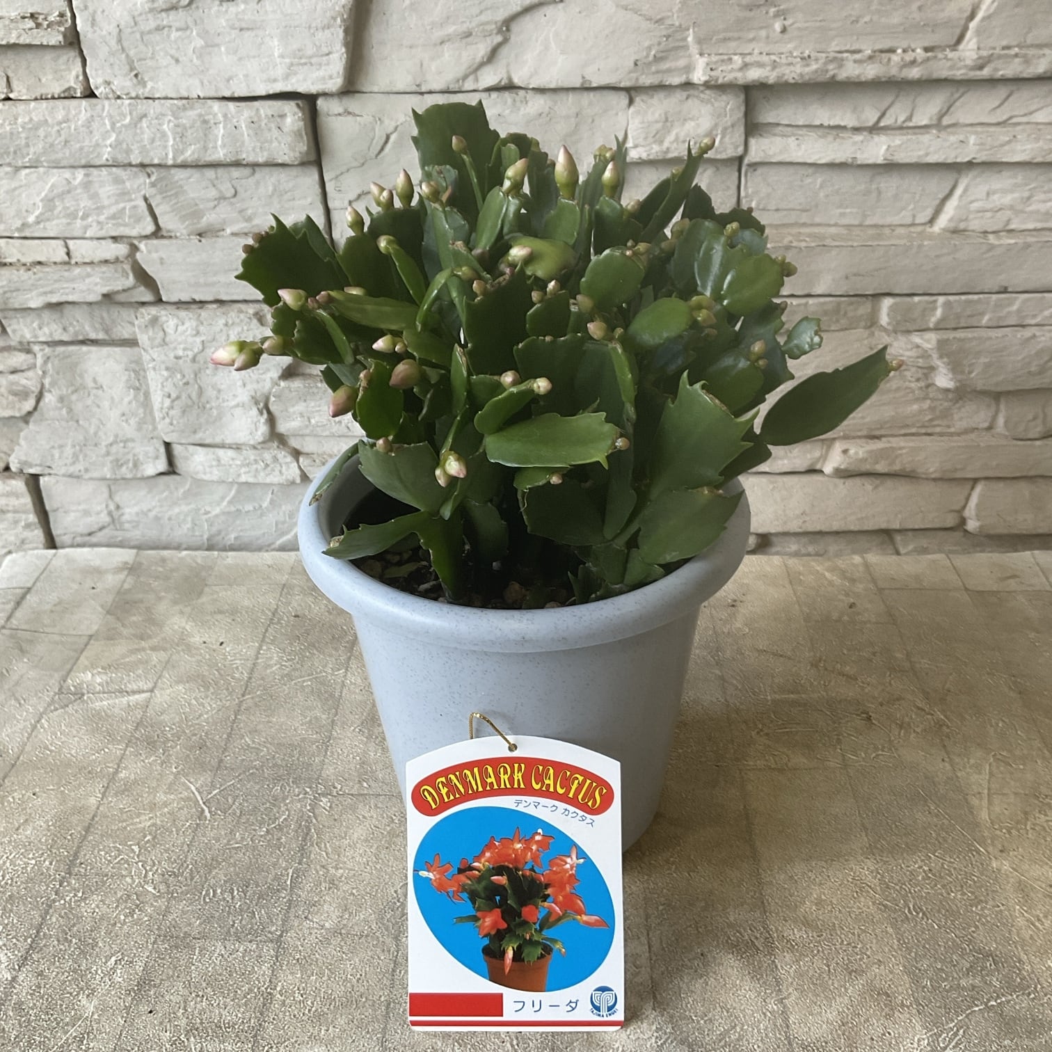 シャコバサボテン（デンマークカクタス）選べる♪3種 5寸鉢 | 橋本種苗園