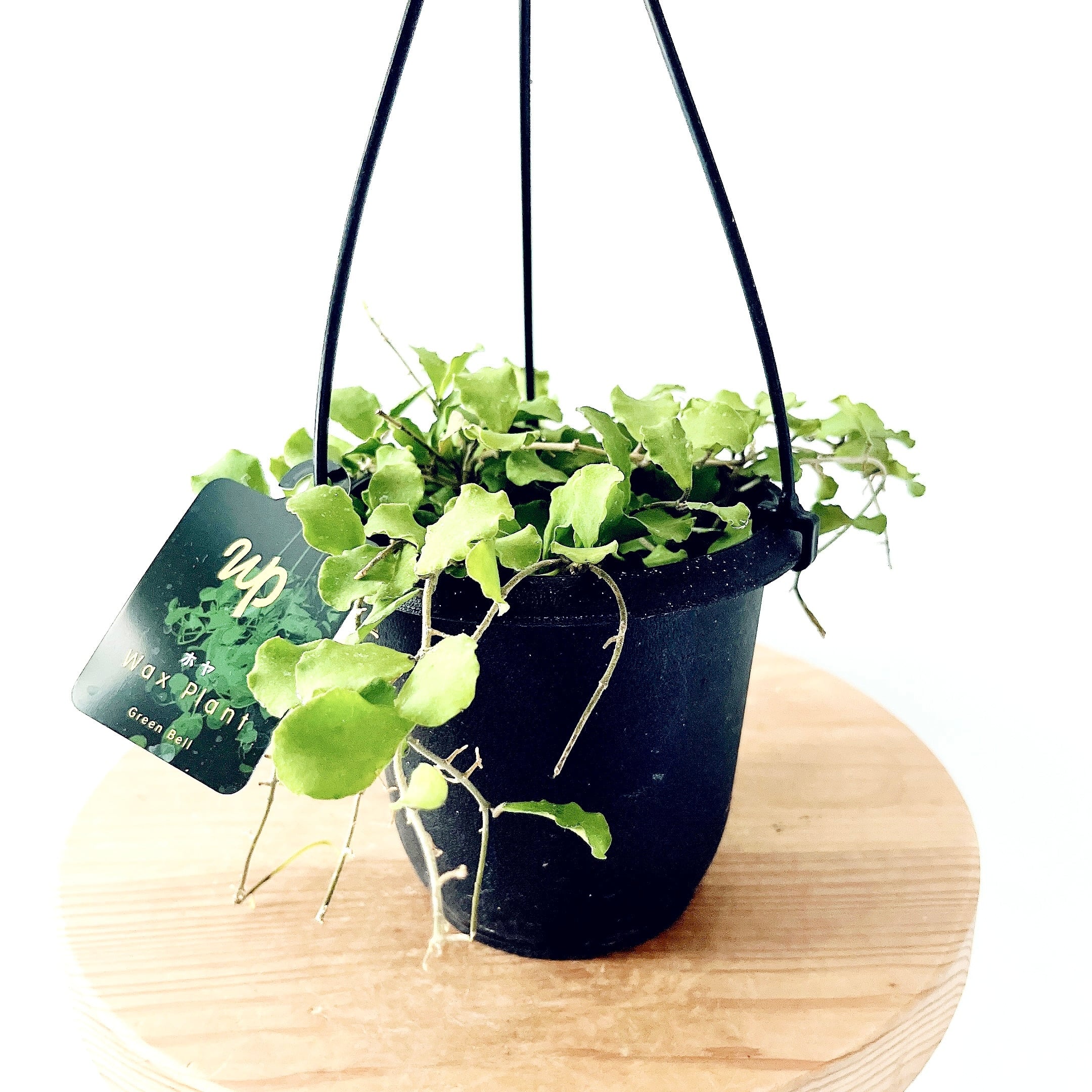 初入荷】ホヤ カニャックアリアーナ｜GreenBell × calm cafe | calm
