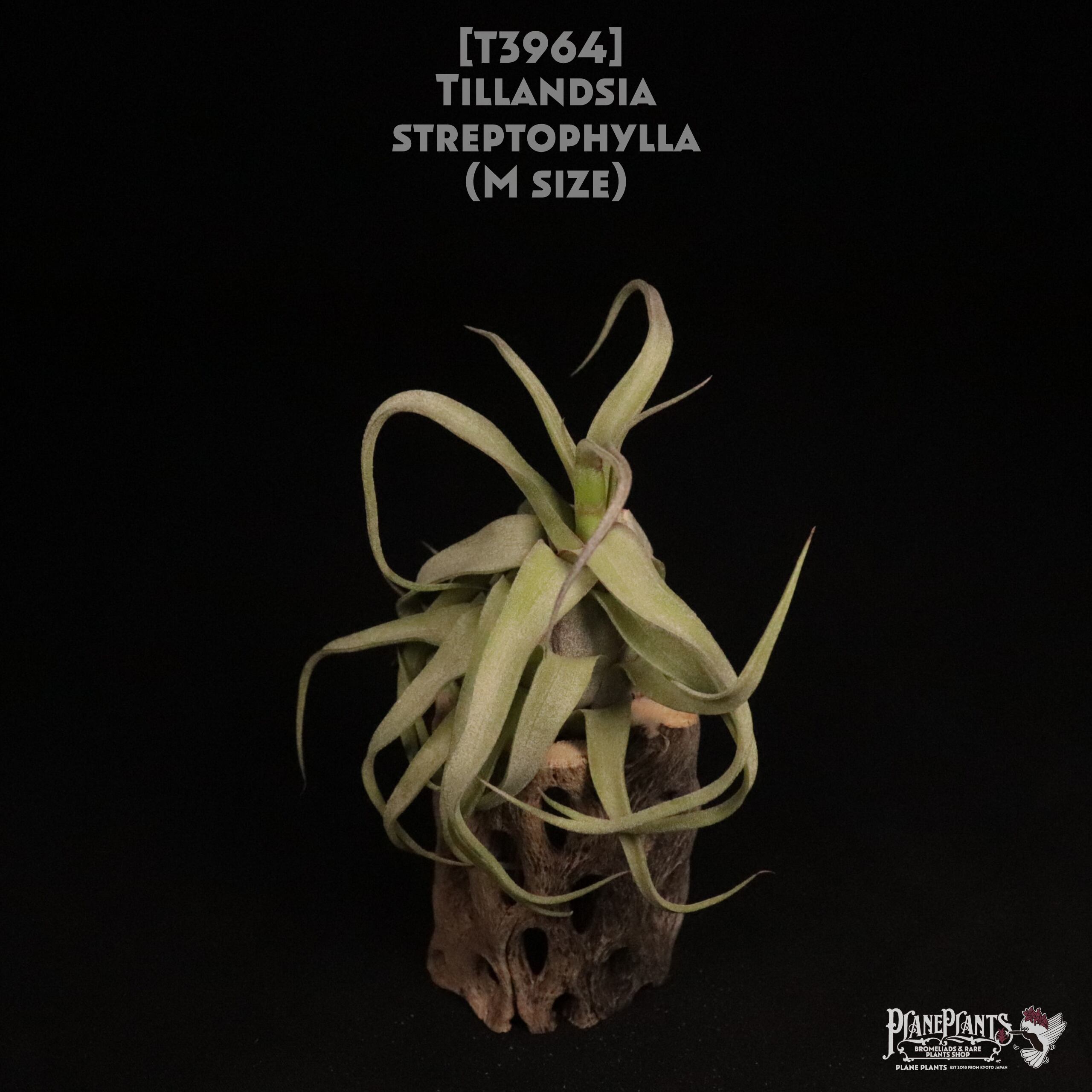 【送料無料】streptophylla M〔エアプランツ〕現品発送T3964