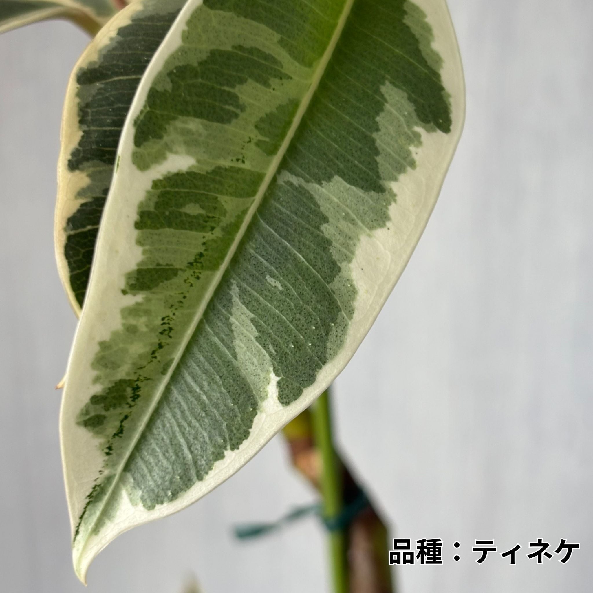 観葉植物】 フィカス 6号 曲がり | 新鮮お花問屋 Jp-Farmers.com