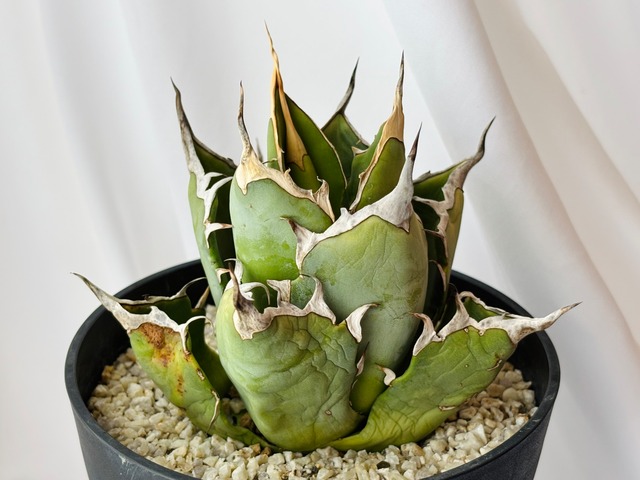 Agave titanota アガベ チタノタ ノーネーム 多肉植物