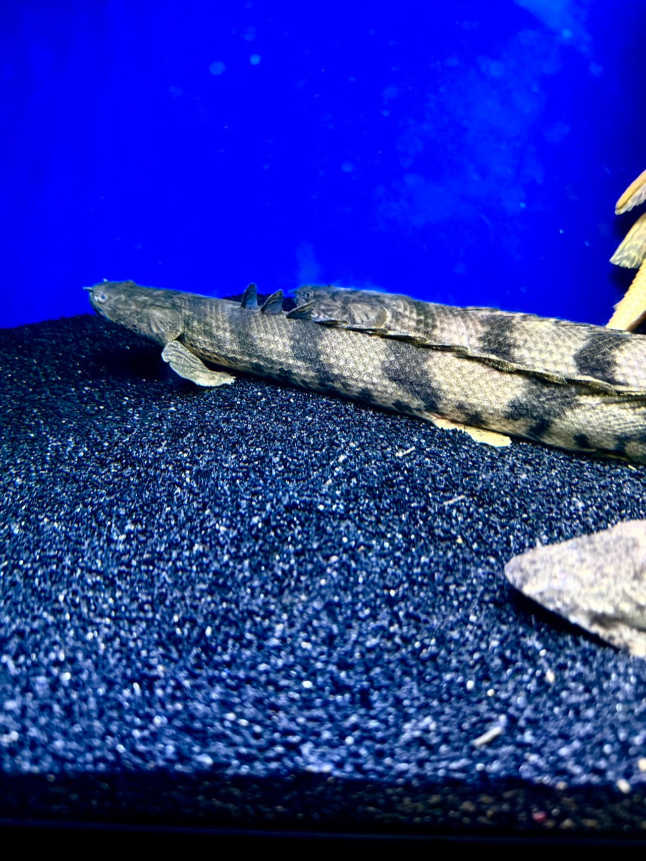 ワイルドエンドリケリー（IIARO産） - 6