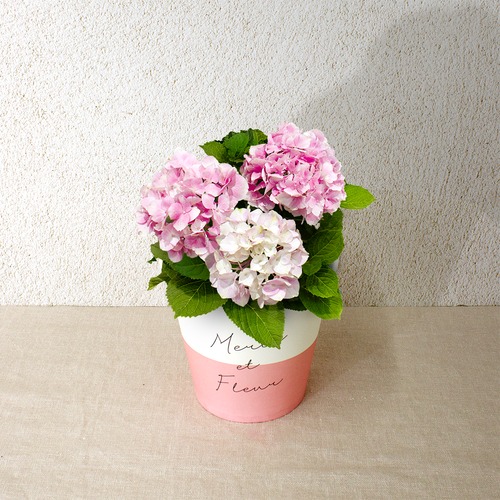 早割10％OFF【2026 Mother's Day　HP₋7 アジサイ鉢植え（コットンキャンディ／4寸）】母の日｜鉢植え｜母の日ギフト｜母の日　アジサイ｜