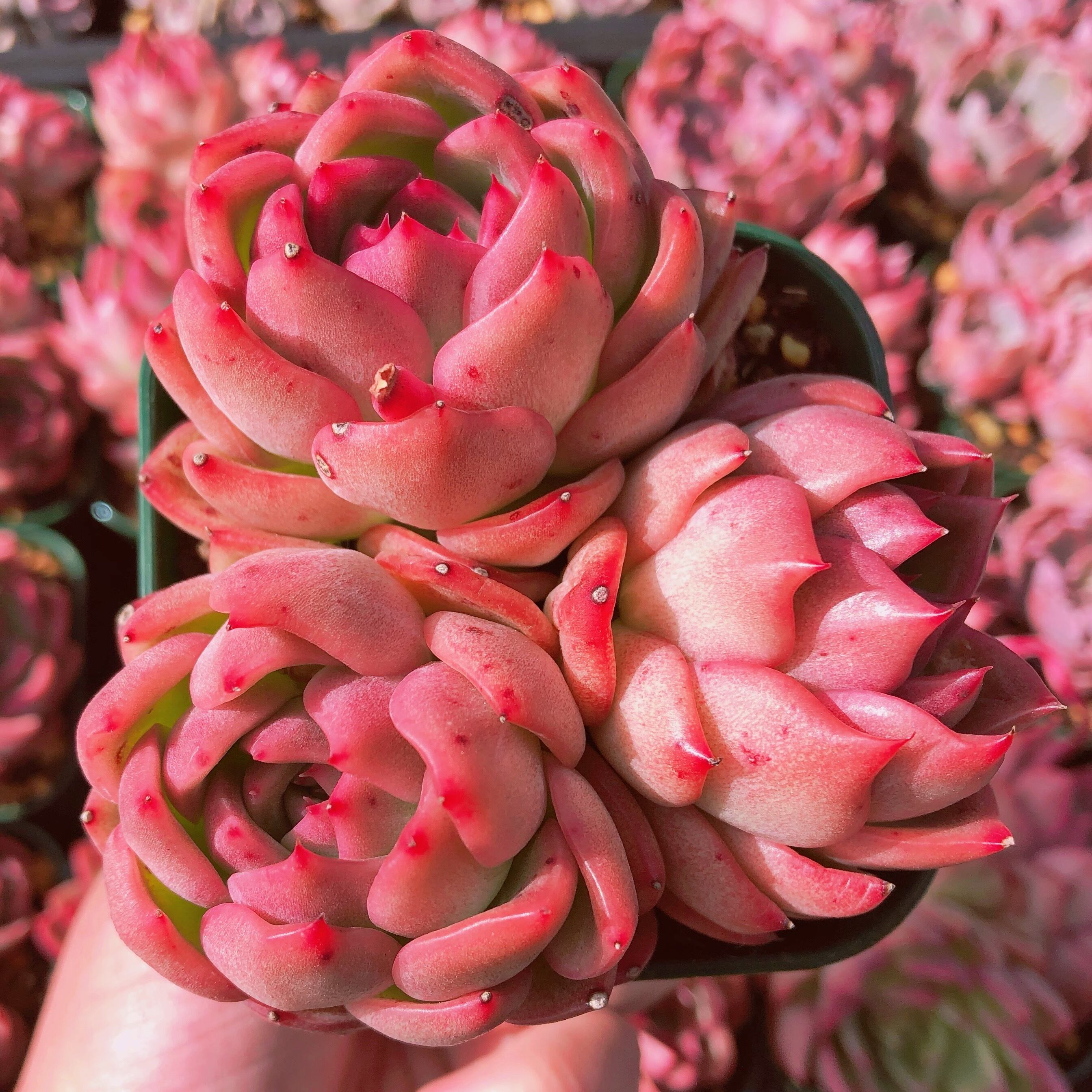 多肉植物　フロディティ　大群生　