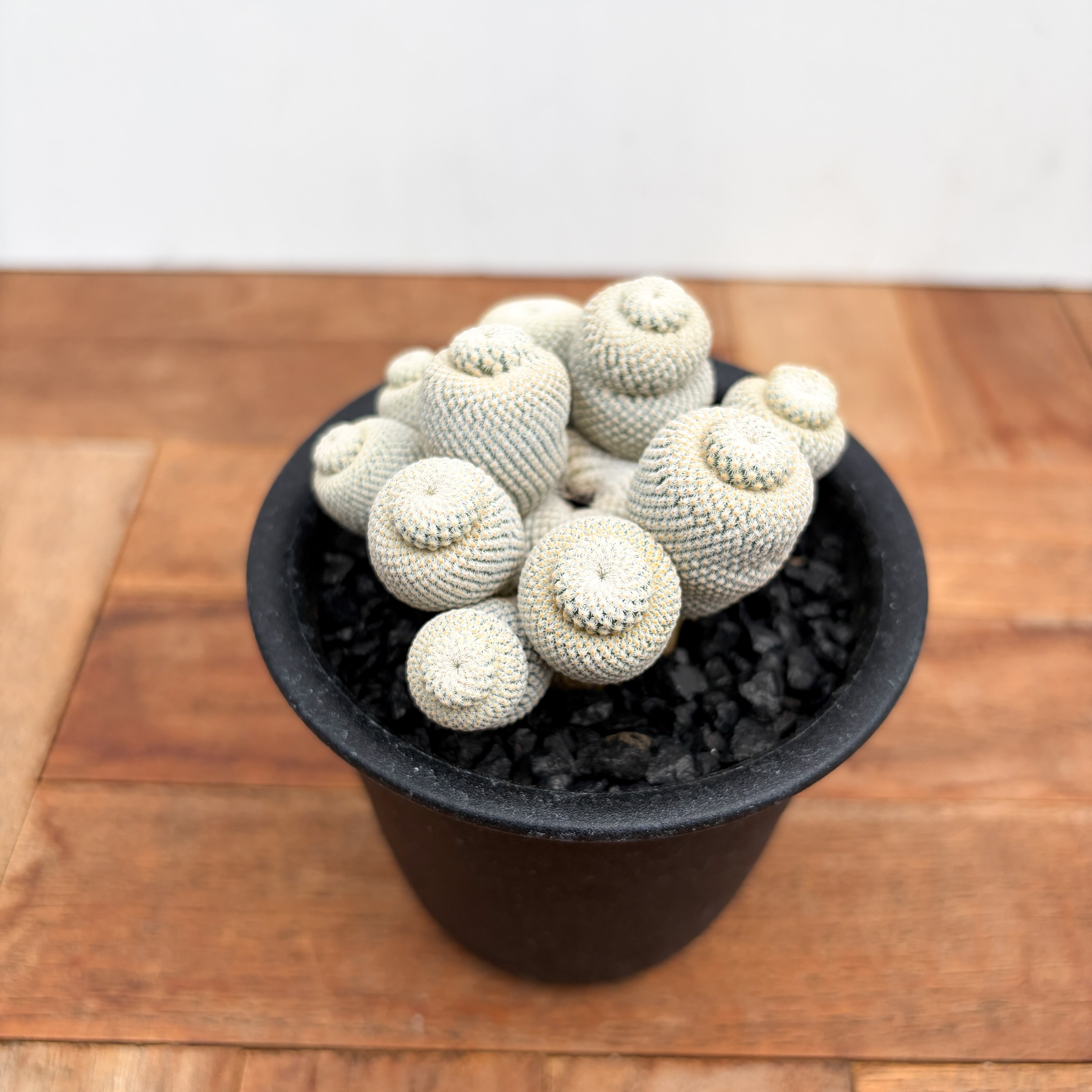 観葉植物 70.白鷺群生 サボテン 多肉植物