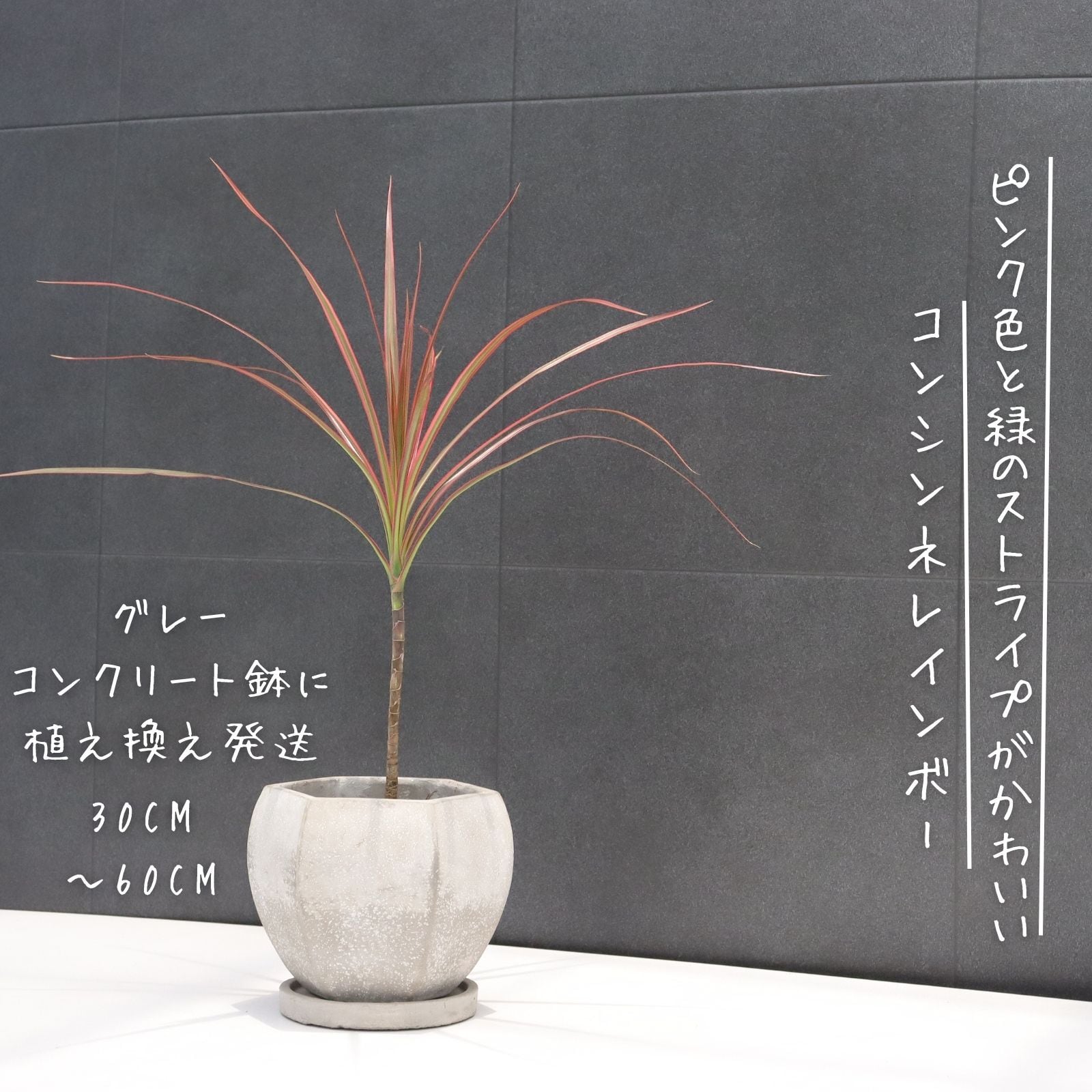 幹太螺旋◎141cm】 フィカス ベンガレンシス 螺旋 観葉植物 室内 | PAY ID