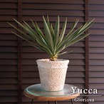 ユッカ グロリオサ Yucca Gloriosa 幹立ち 6号 陶器鉢 アツバキミガヨラン 1220IV