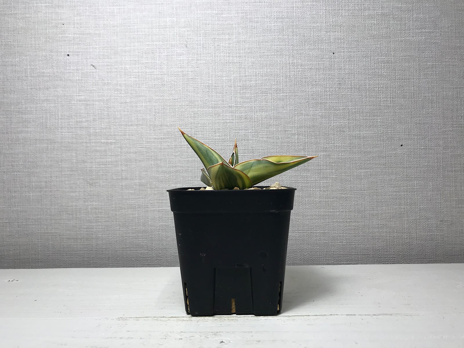 サンスベリア キスマヨ 斑入り