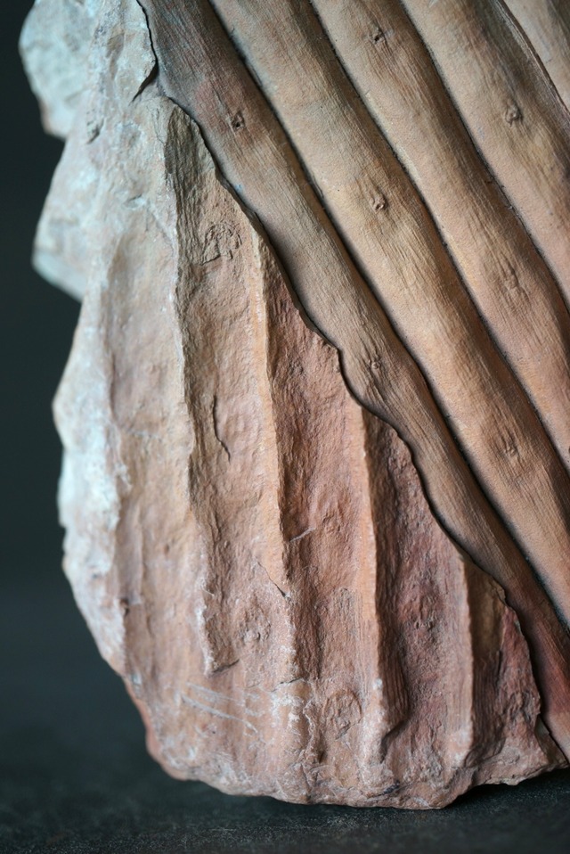 封印木化石 Sigillaria 1195