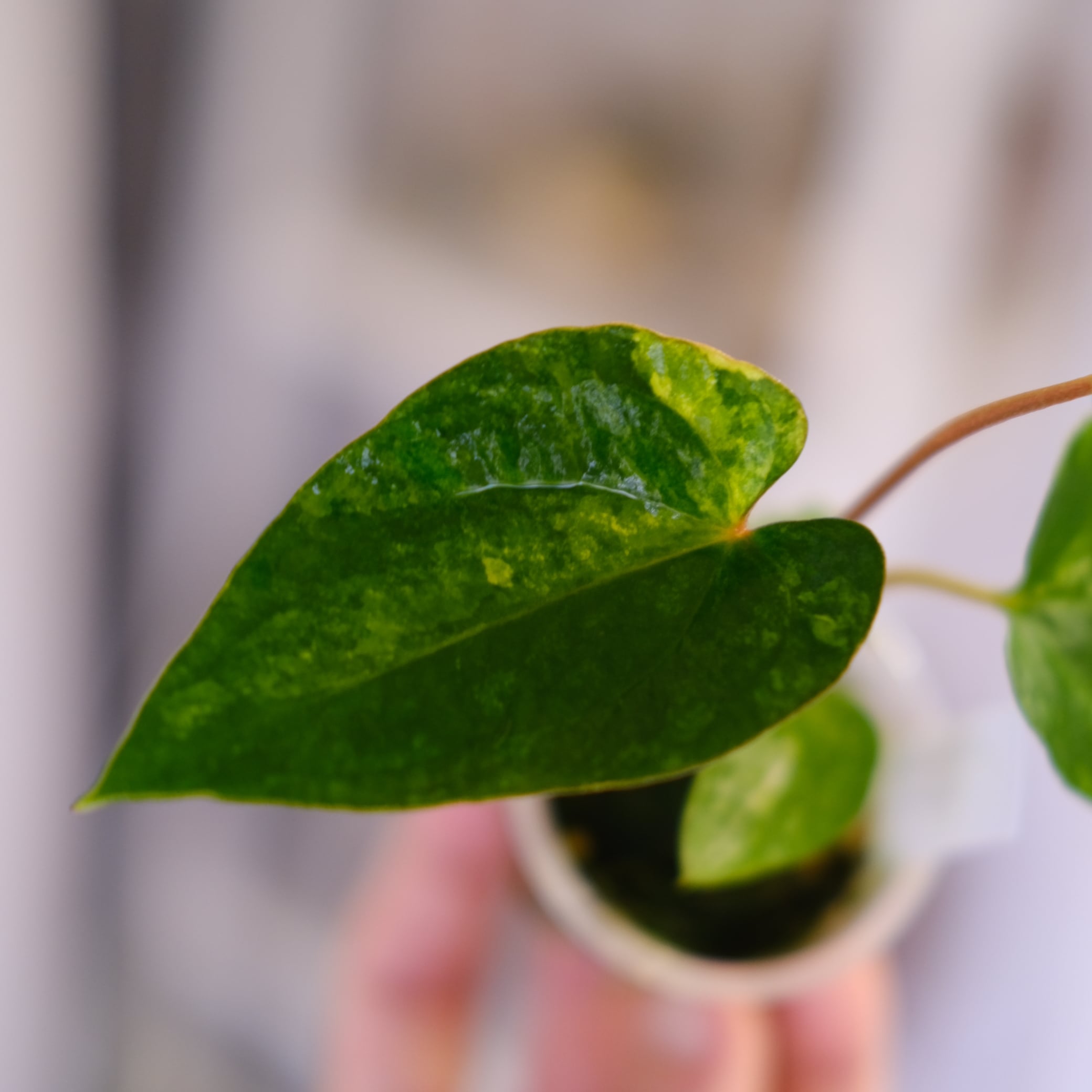Anthurium (Papililaminum variegated × Crystallinum marble