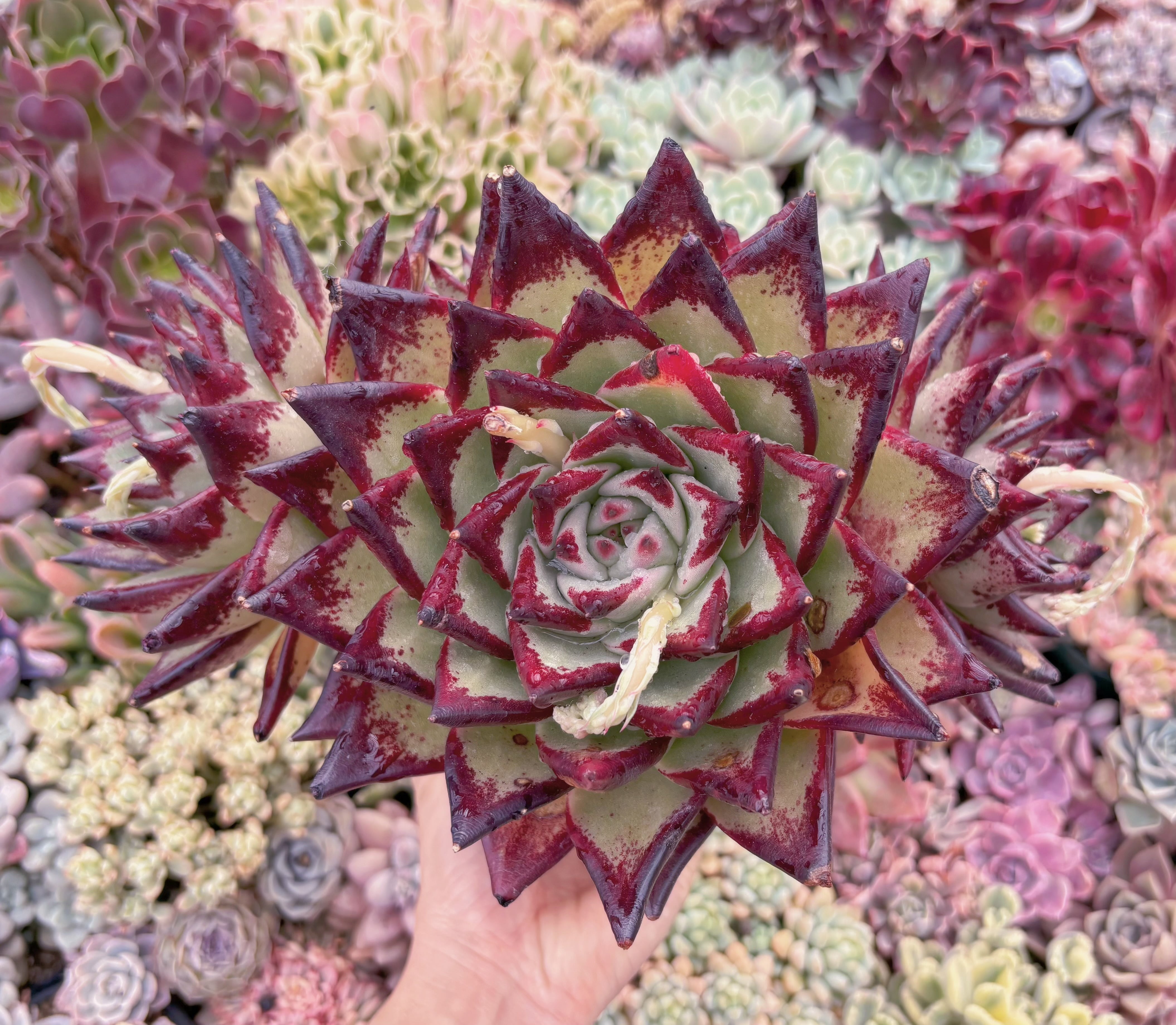 現品　黒魔王#889　特特大群生　るる農園