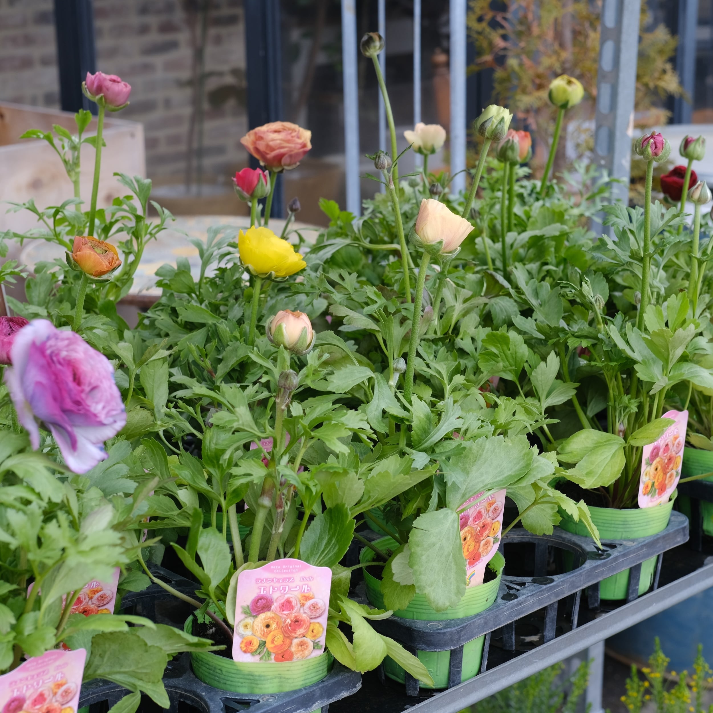 希少！ラナンキュラス エトワール《 見計らい 3苗セット 》3.0号