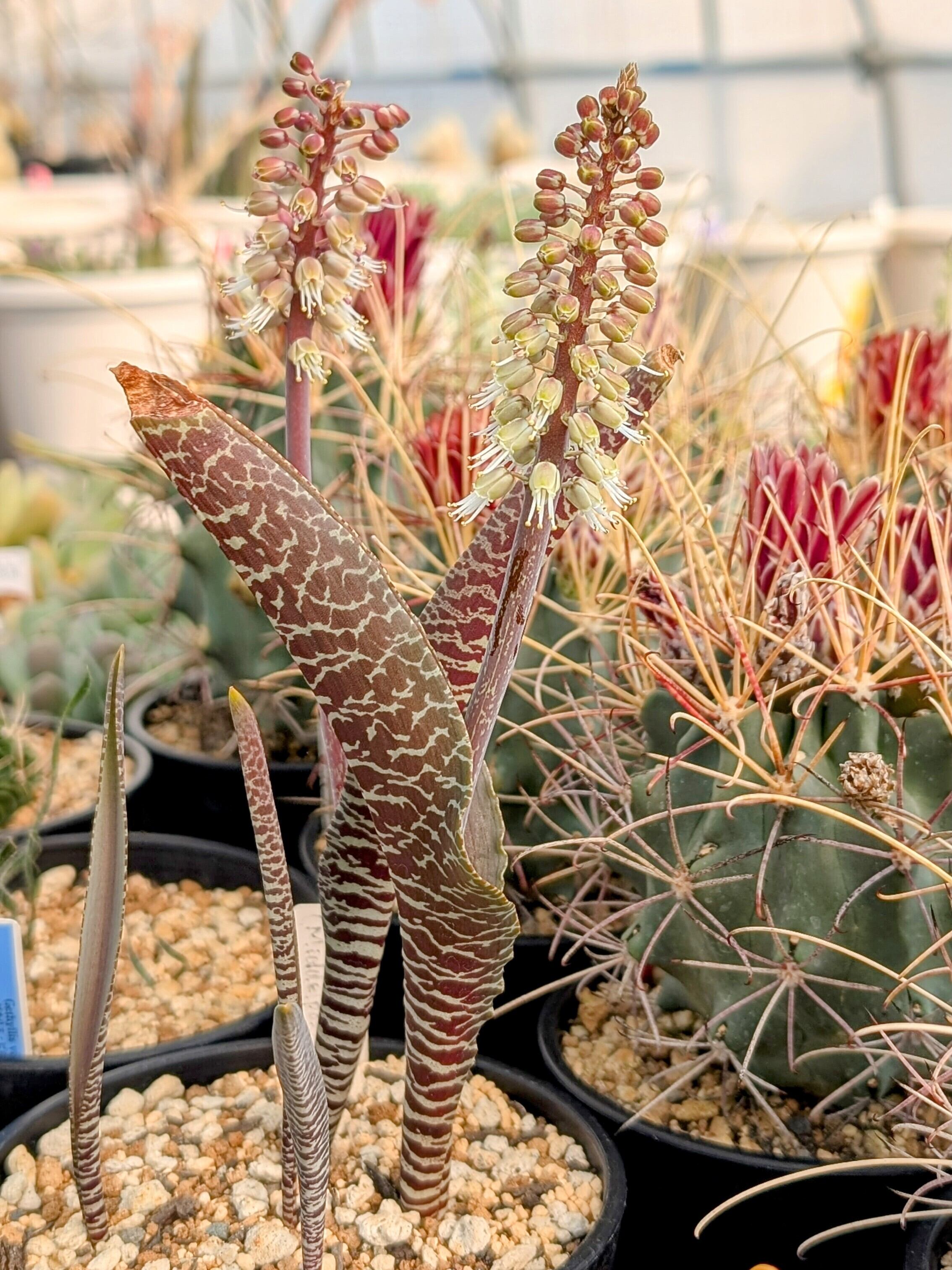種子/5粒】Lachenalia zebrina (Middelpos, SE of Calvinia