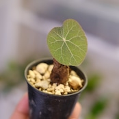Stephania kaweesakii / ステファニア カウィーサキー㊸/ 観葉植物