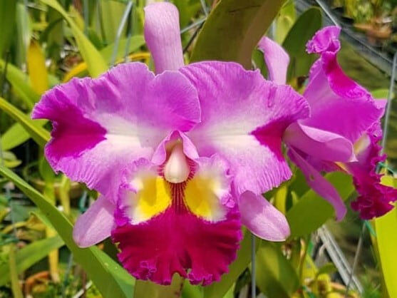 Ric. Taiwan Yi Mei 'Crazy Night' | 新垣洋らん園