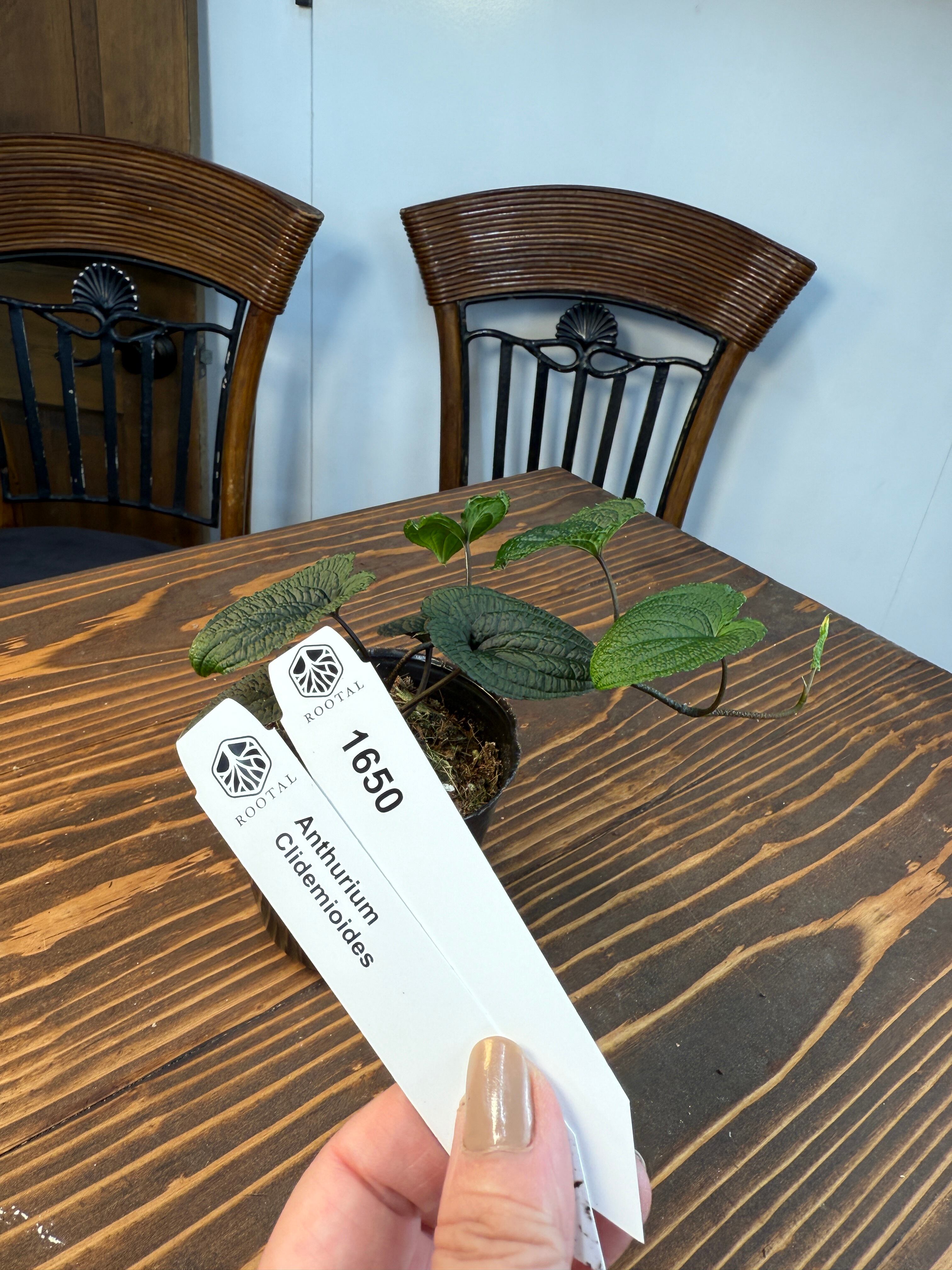 その他 | ROOTALPLANTS