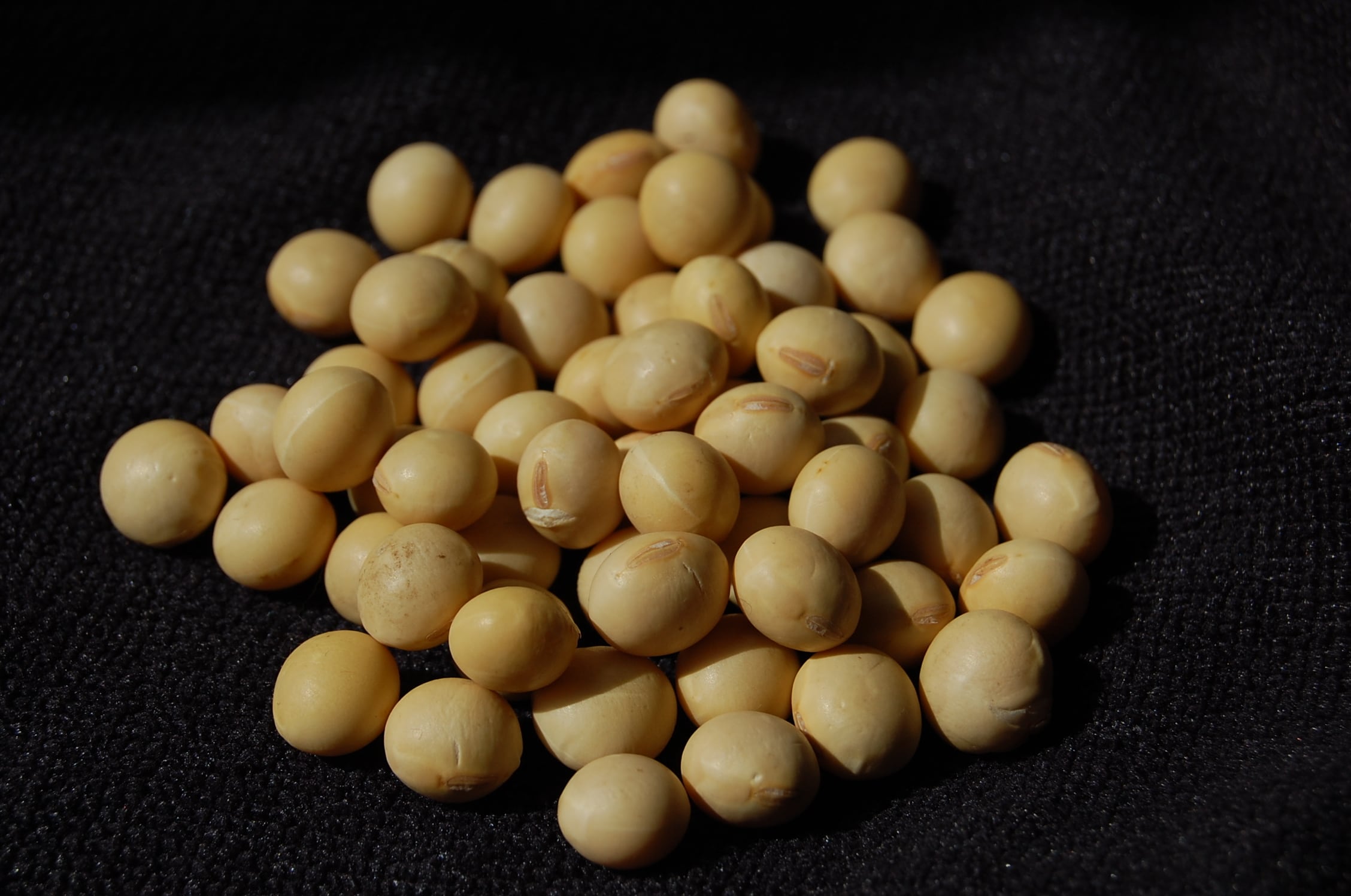 秘伝豆（生豆）/200g (2025年産) | bistrobeans ビストロビーンズ