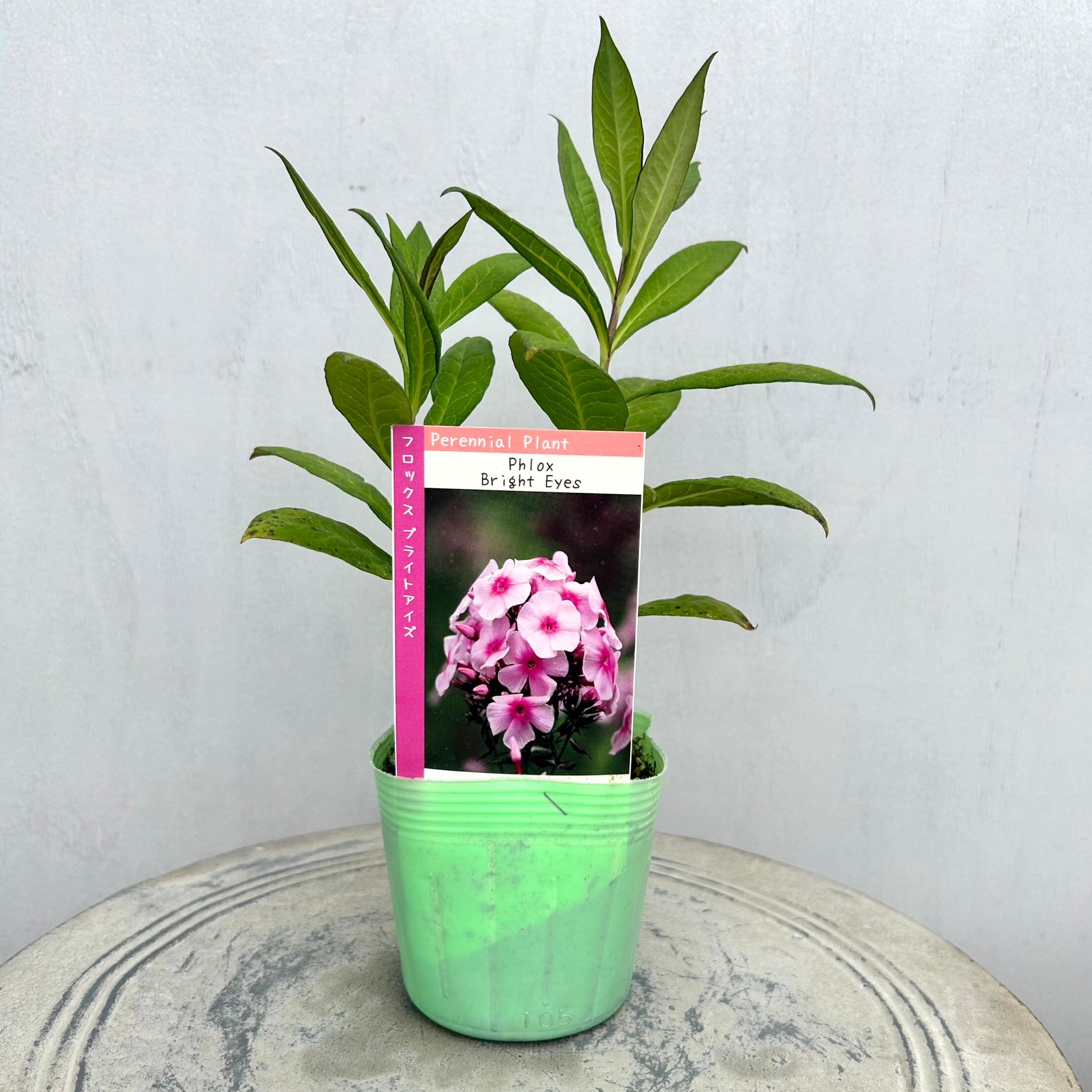 植物】 | フラワーガーデン泉 オンラインショップ