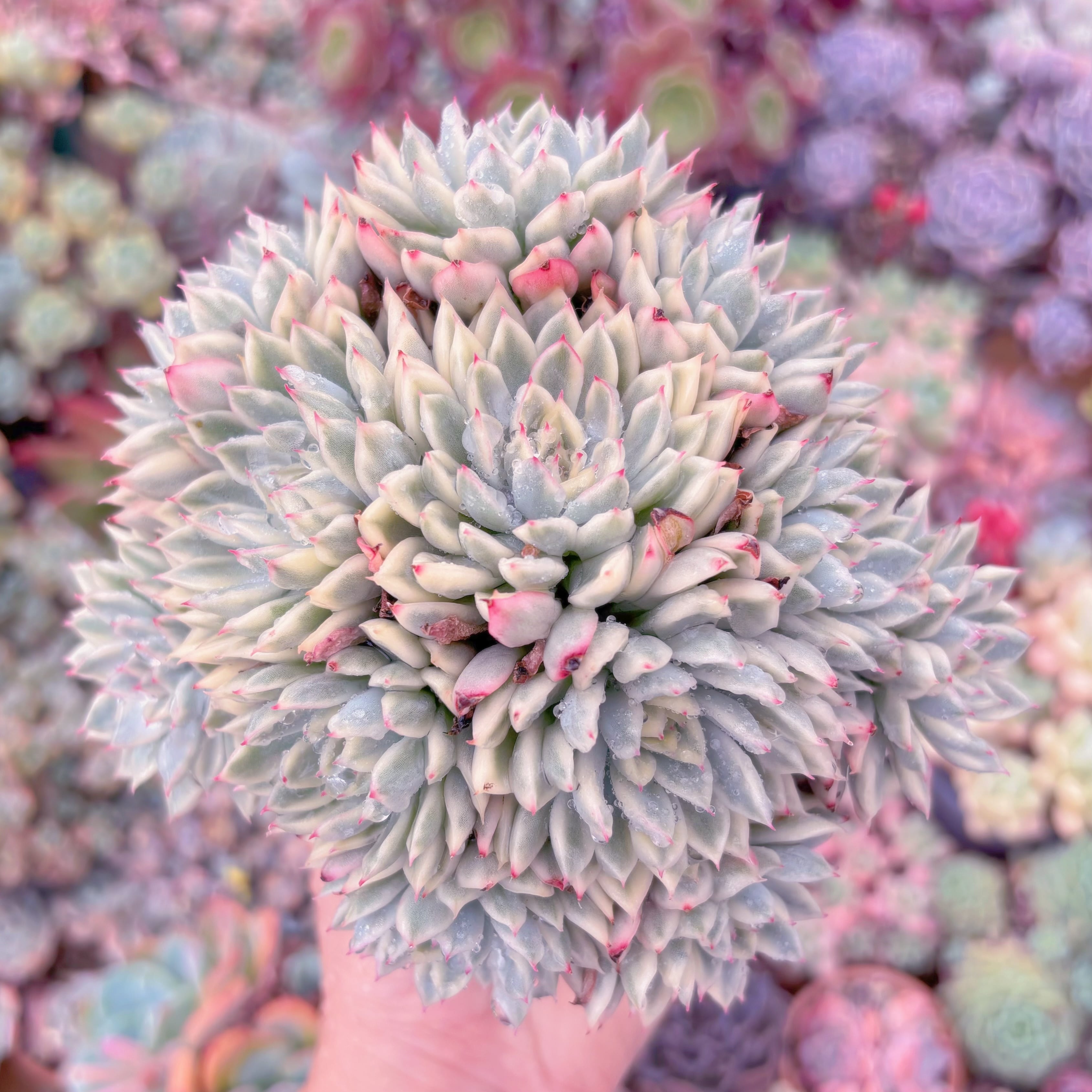 現品　女雛錦#1123　るる農園