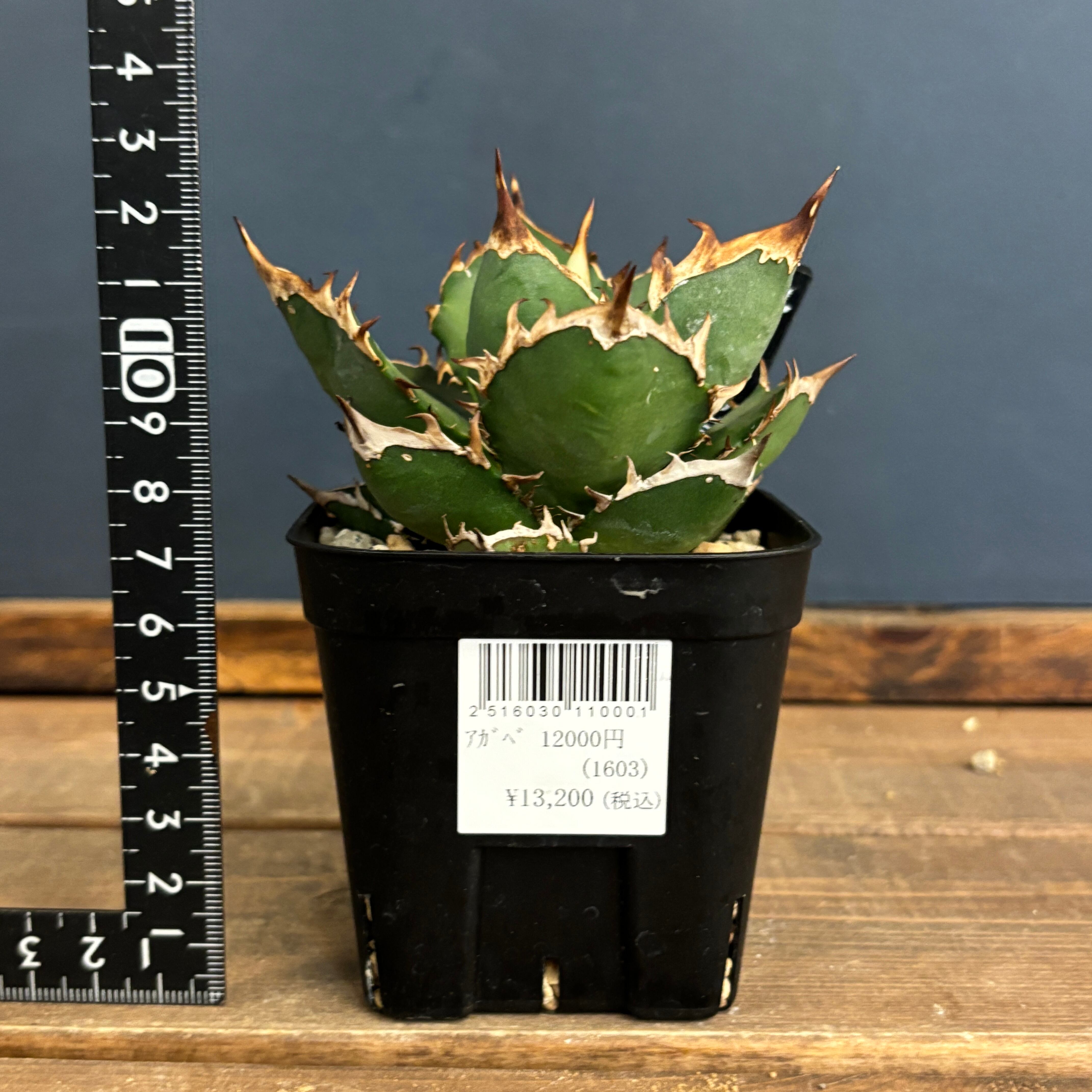 アガベ チタノタ シャーク【263】 | PROTOLEAF プロトリーフ