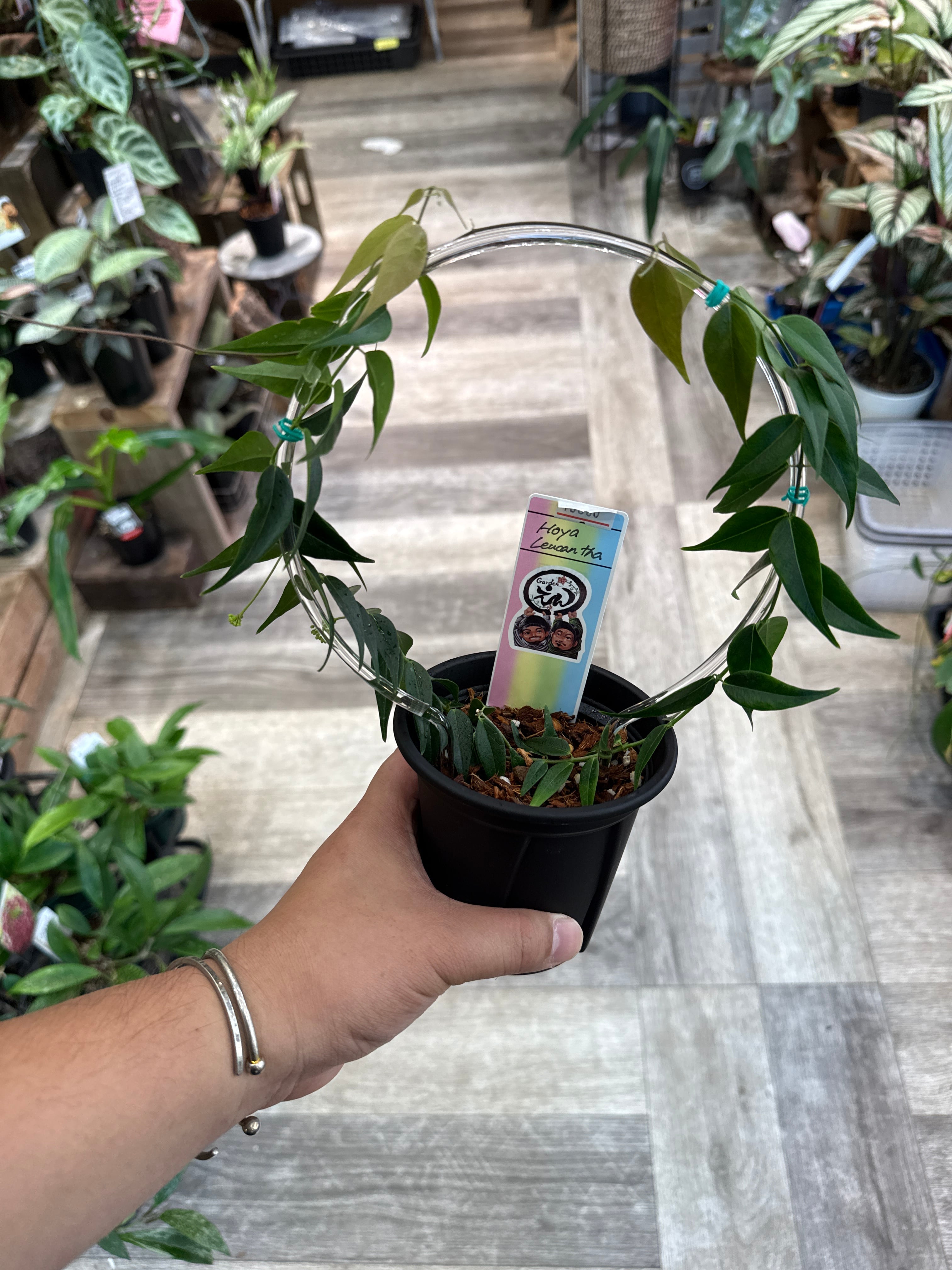 ホヤ レウカンサ 丸型クリア支柱仕立て | Gardenえん 【観葉熱帯植物】