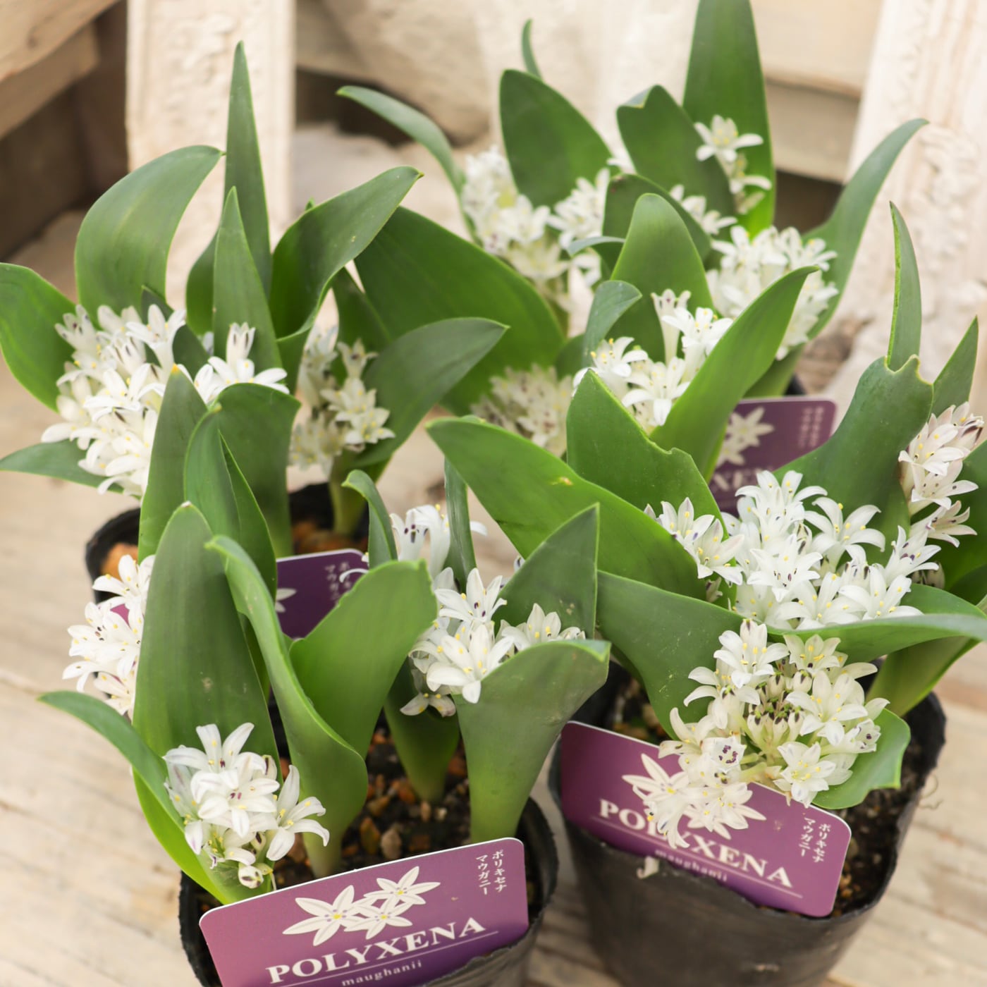 Green heartꕥオンラインショップ