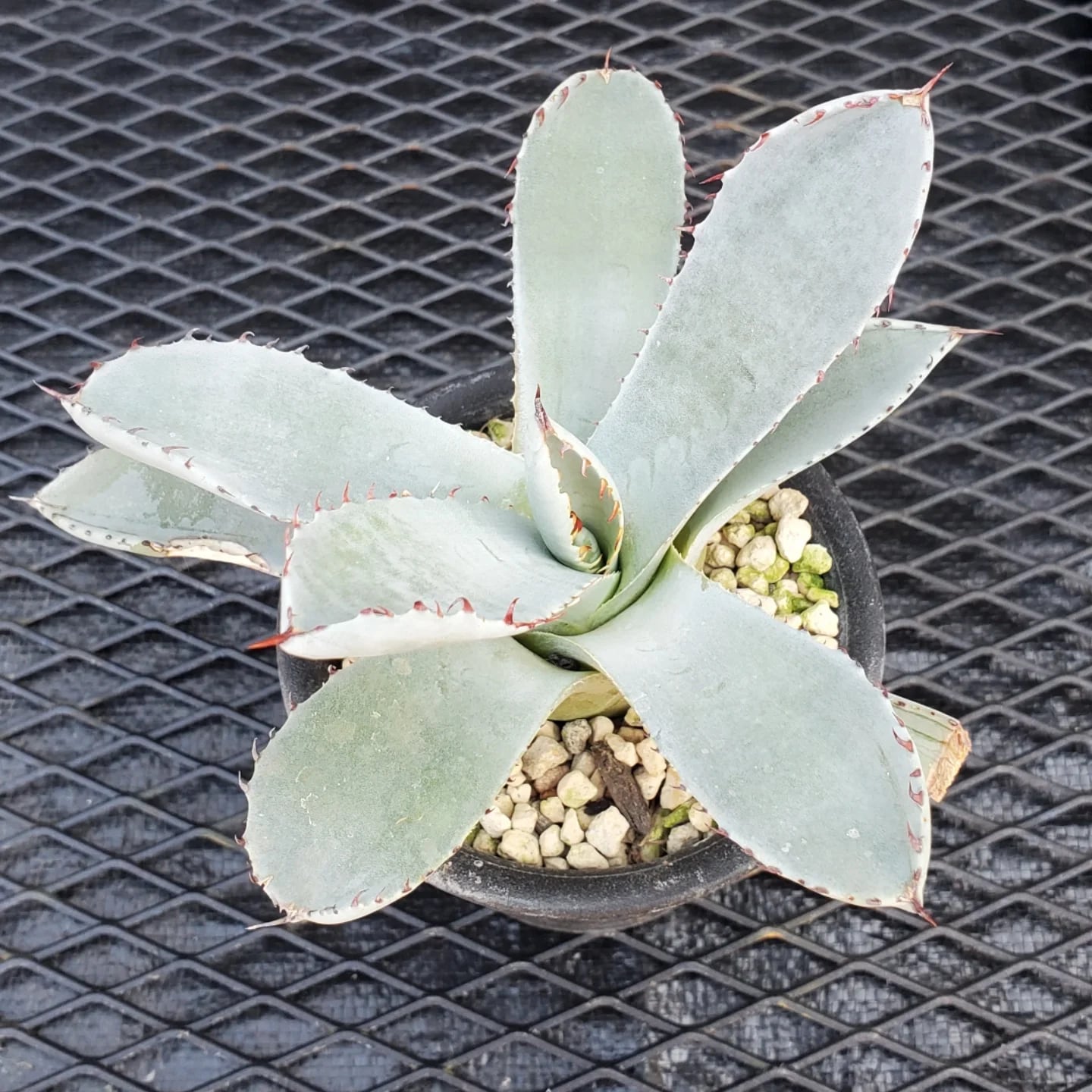 F00324_Agave parryi var. truncata：アガベ・パリー・トランカータ