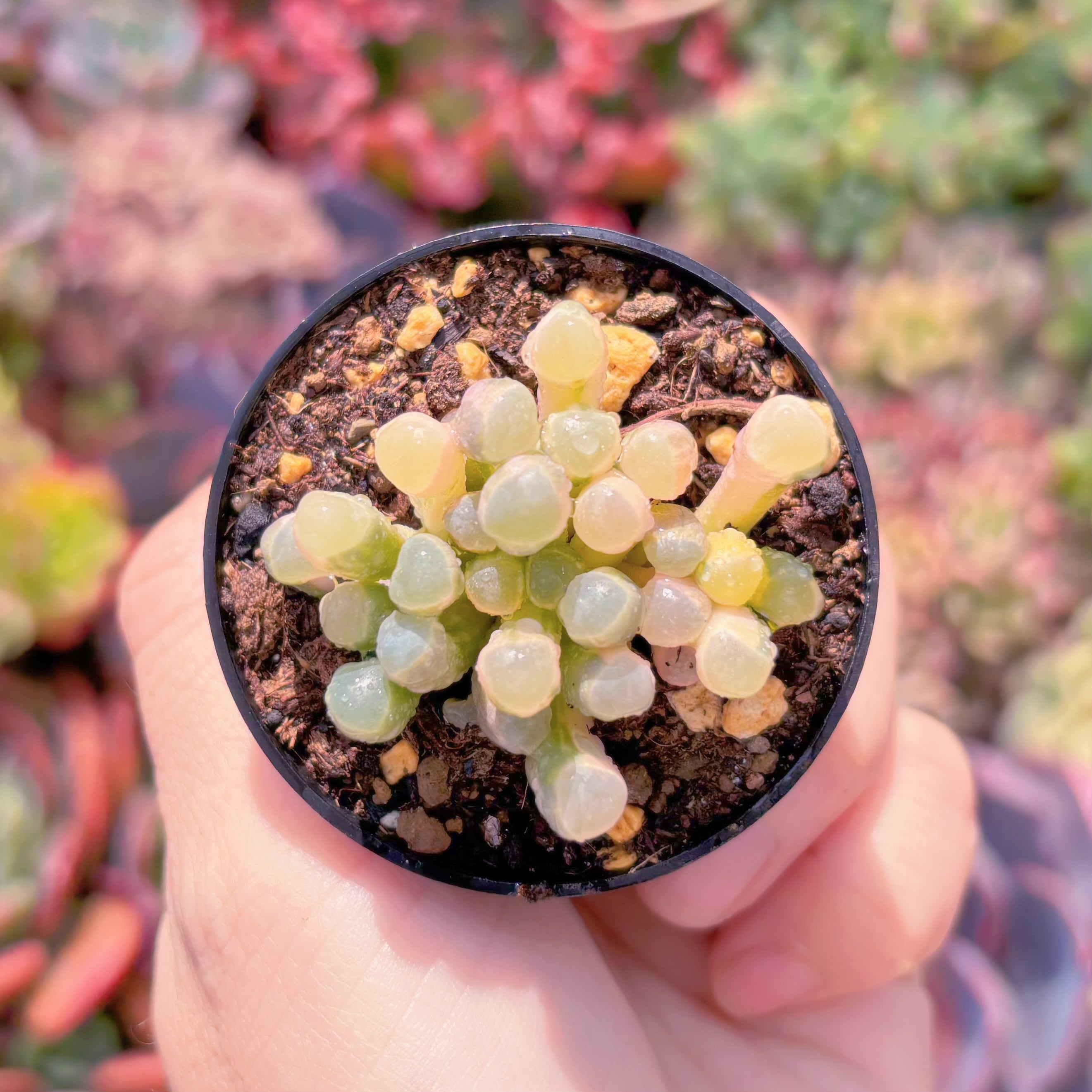 現品　五十鈴玉錦#829　群生　美苗　希少　新入荷　るる農園