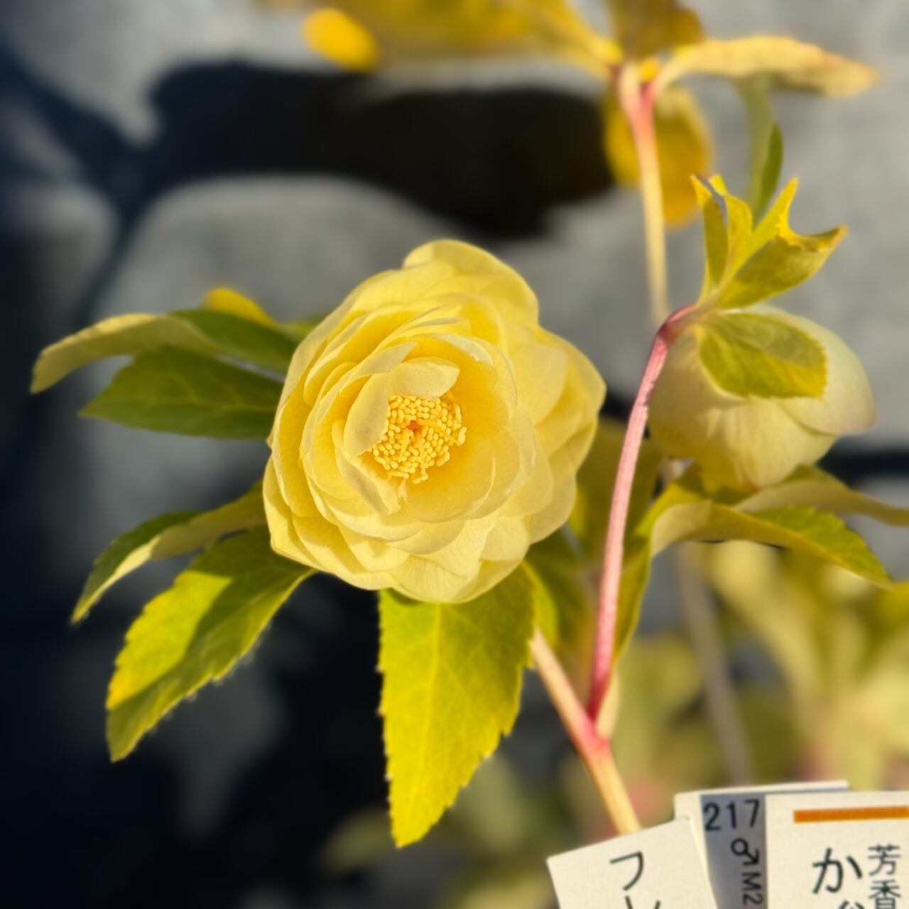 加藤農園 | Maihana 加藤農園 | Maihana