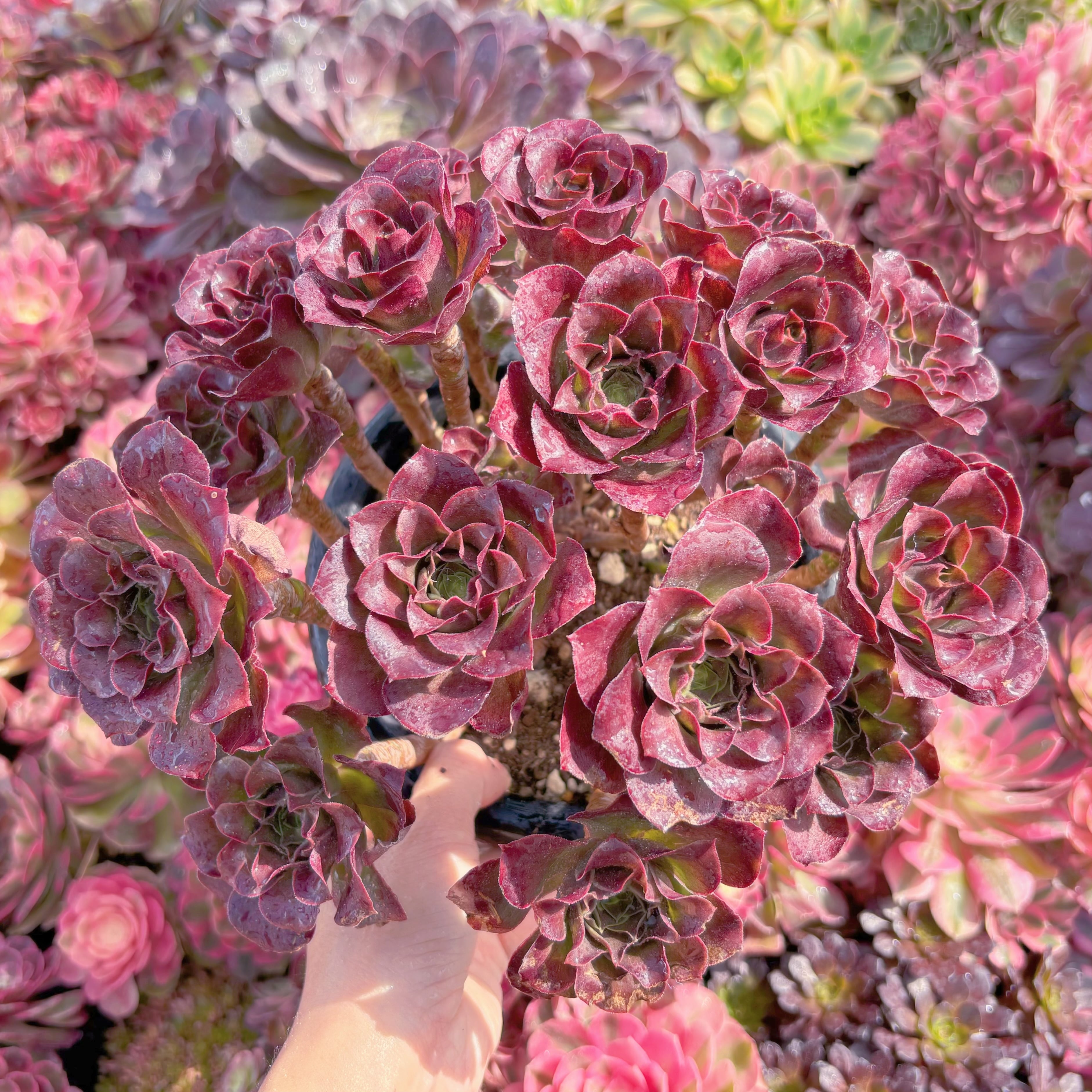 現品　魅金ローズ#K430　特大群生　るる農園