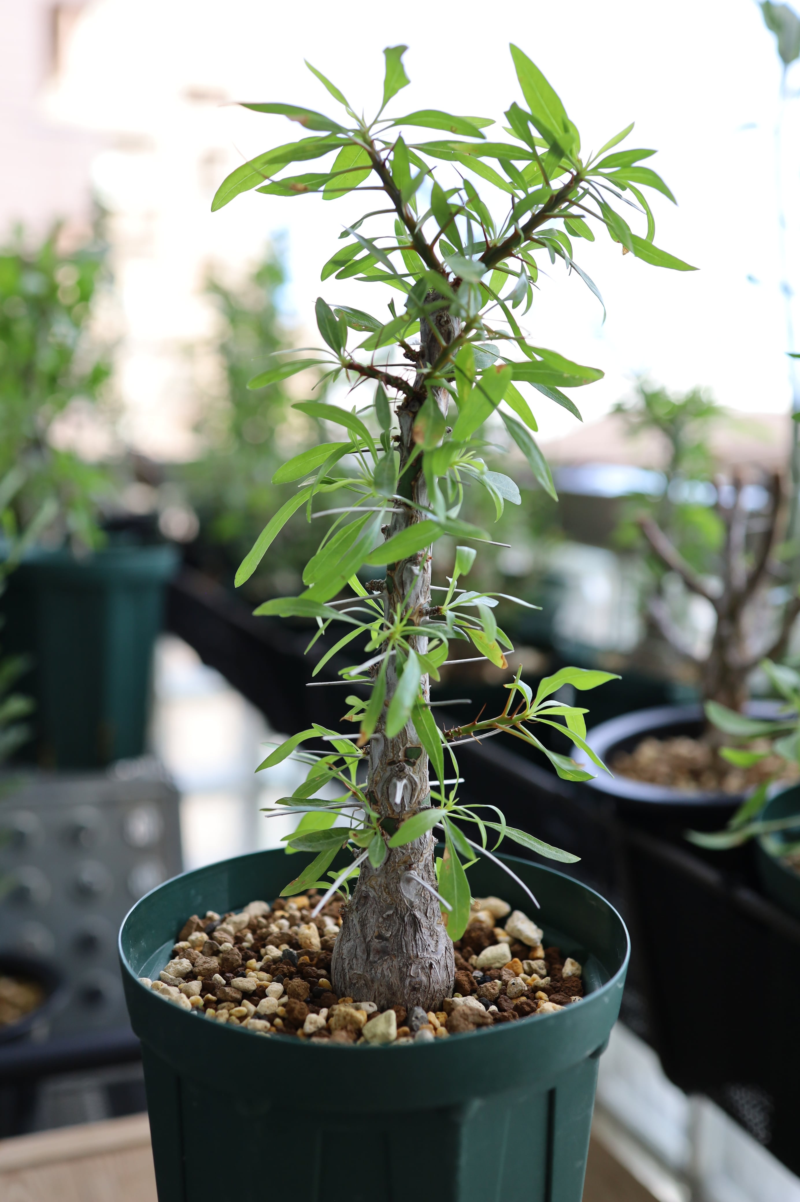 フォークイエリア・プルプシー | Fouquieria purpusii _001