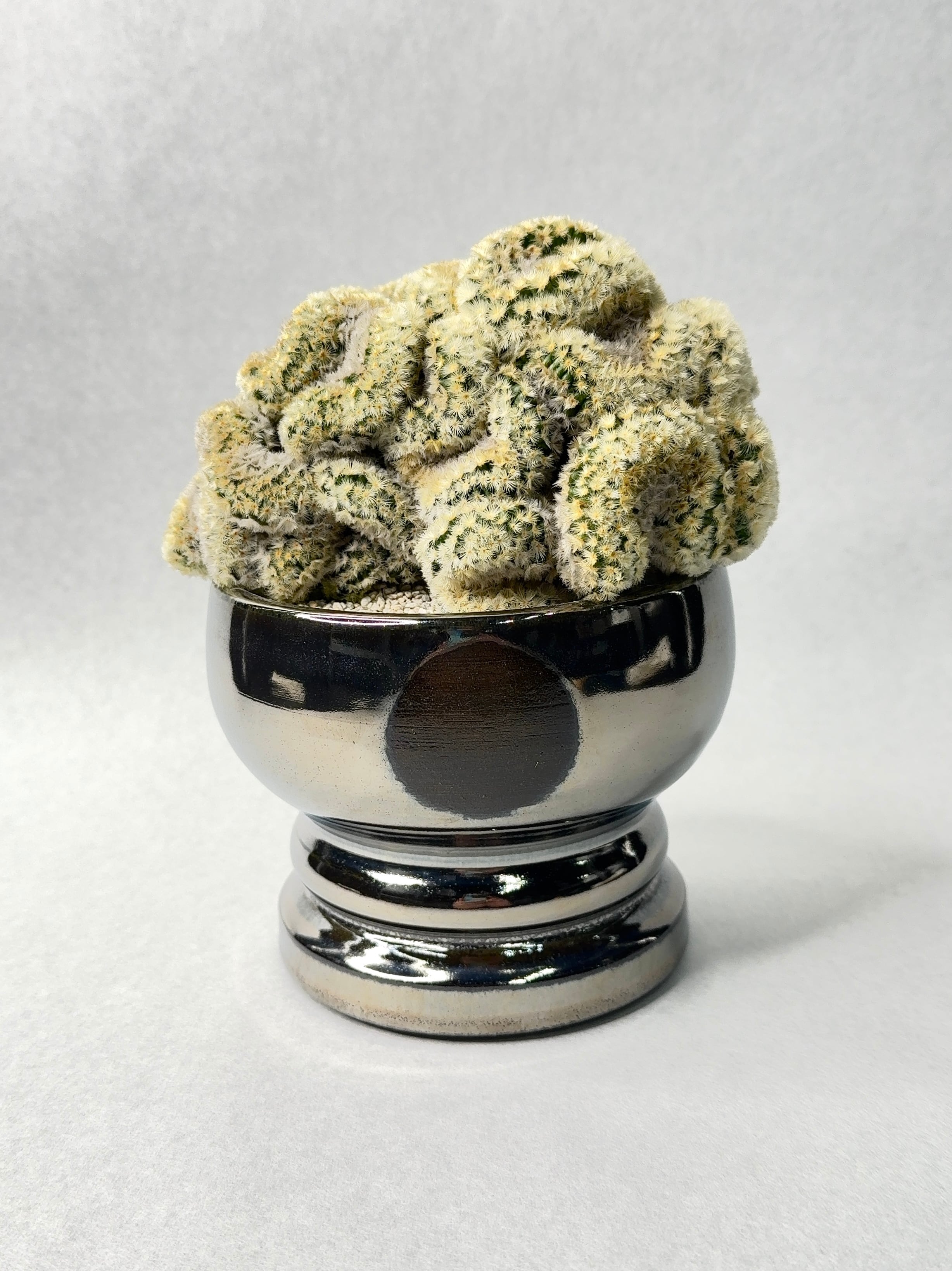 マミラリア・カルメナエ綴化