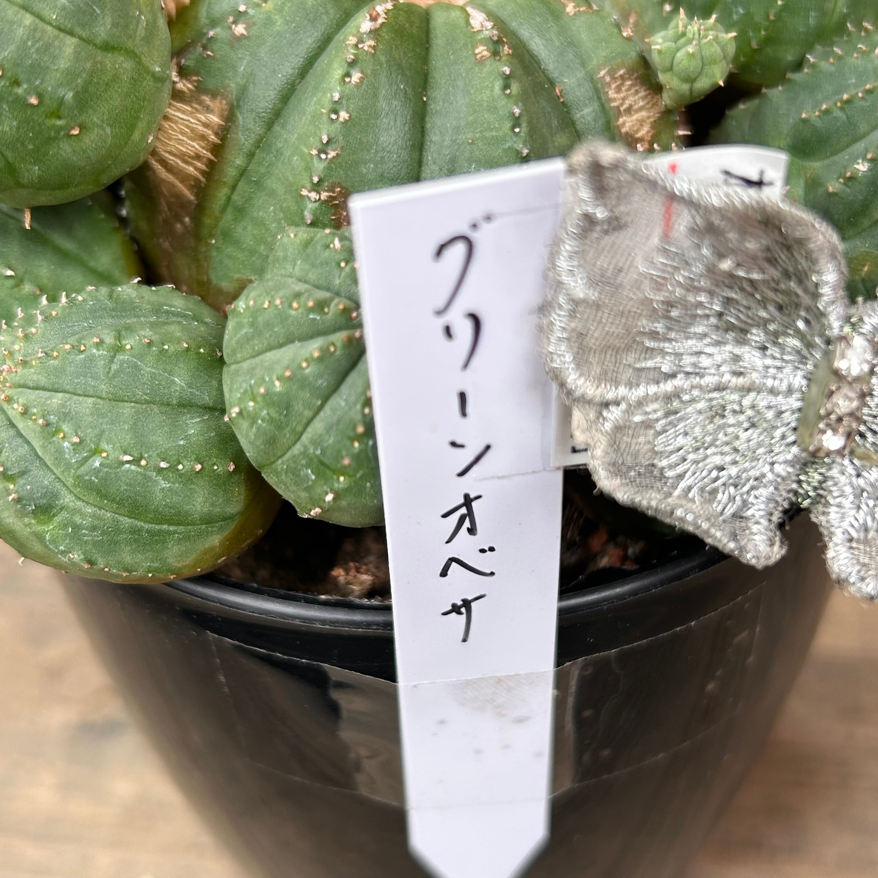 グリーンオベサ | RuPo 多肉植物専門店